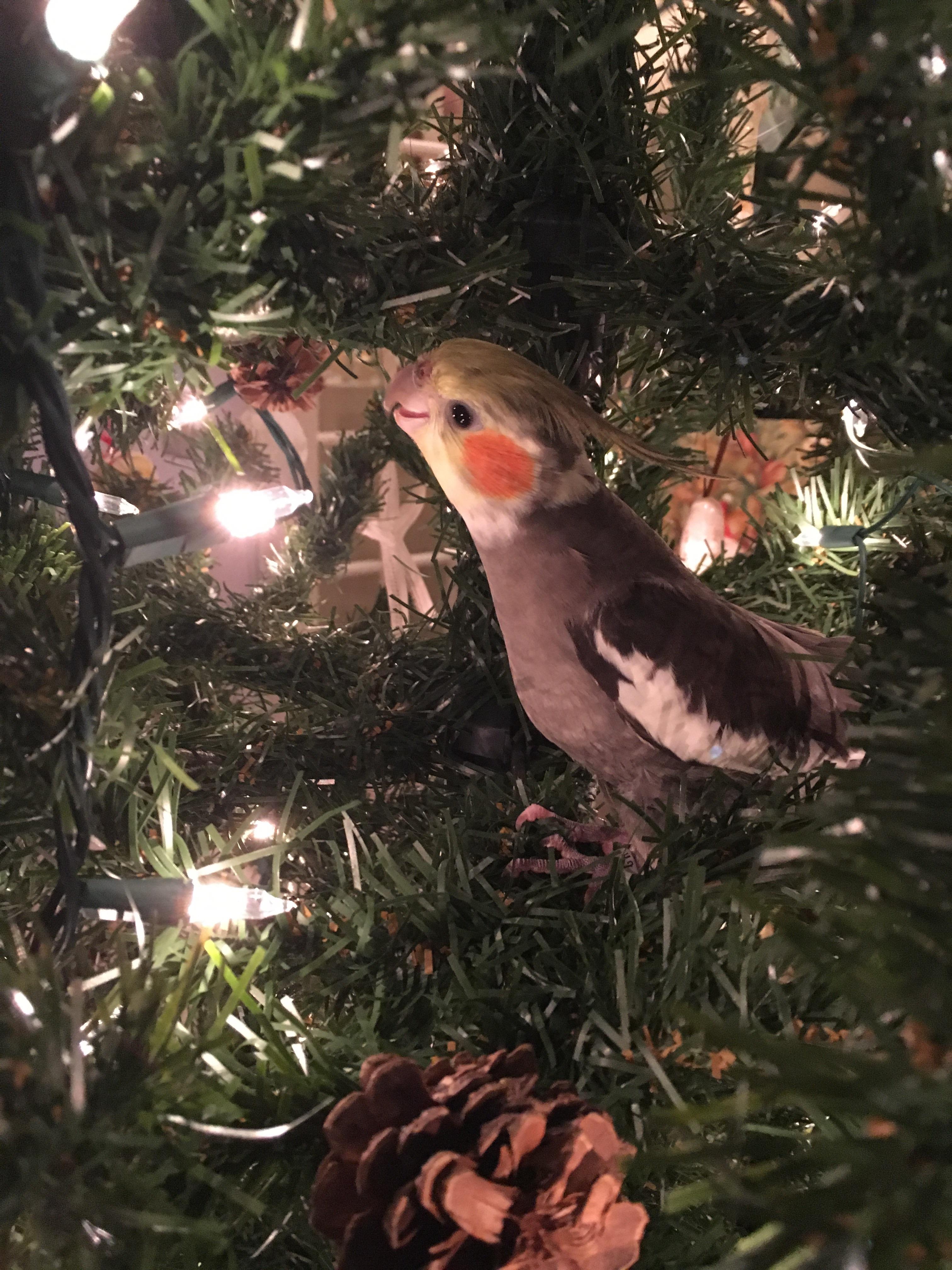 Cockatiel Christmas Stocking Christmas ‘tiel cockatiel