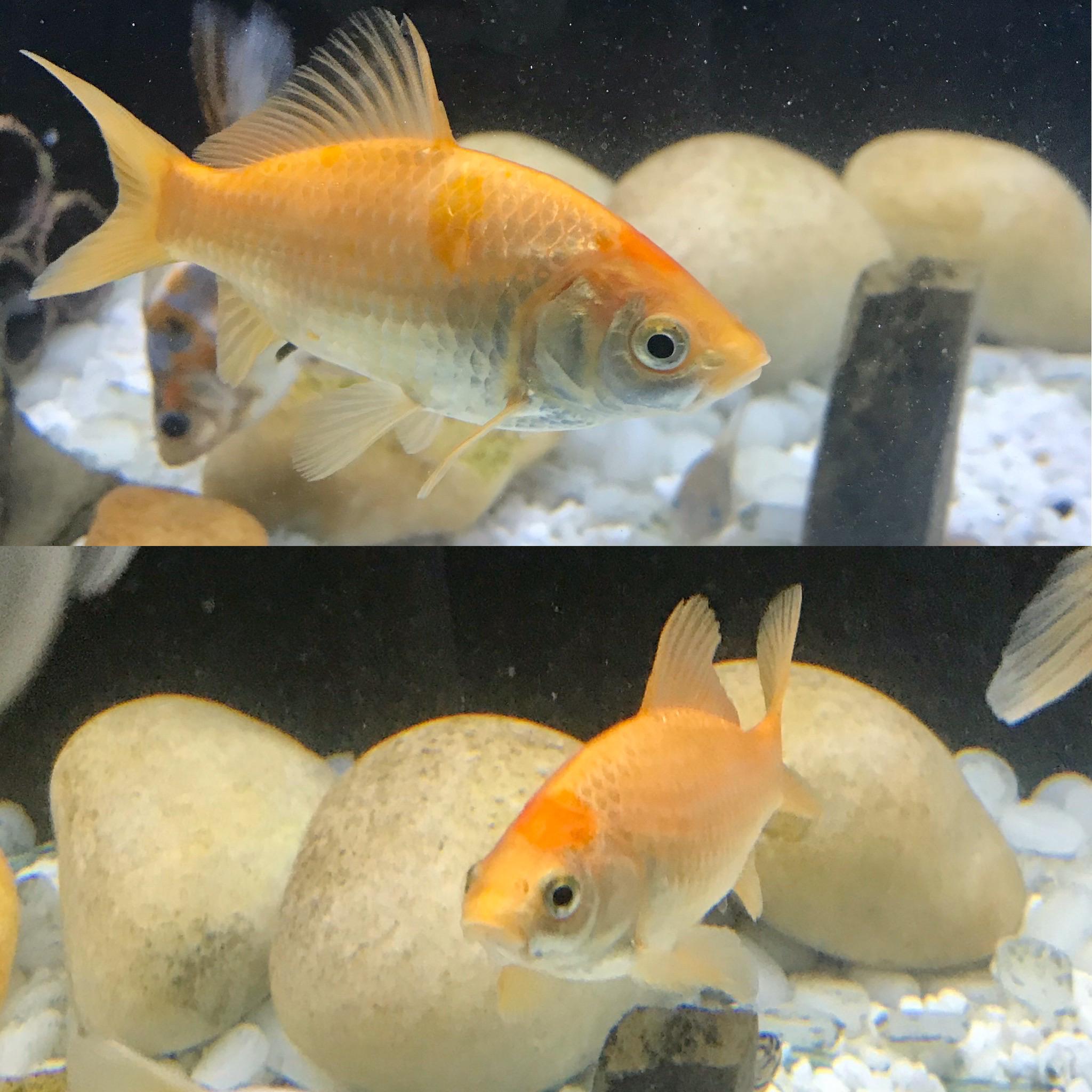 Is this an ammonia burn? This comet came with the tank when I purchased