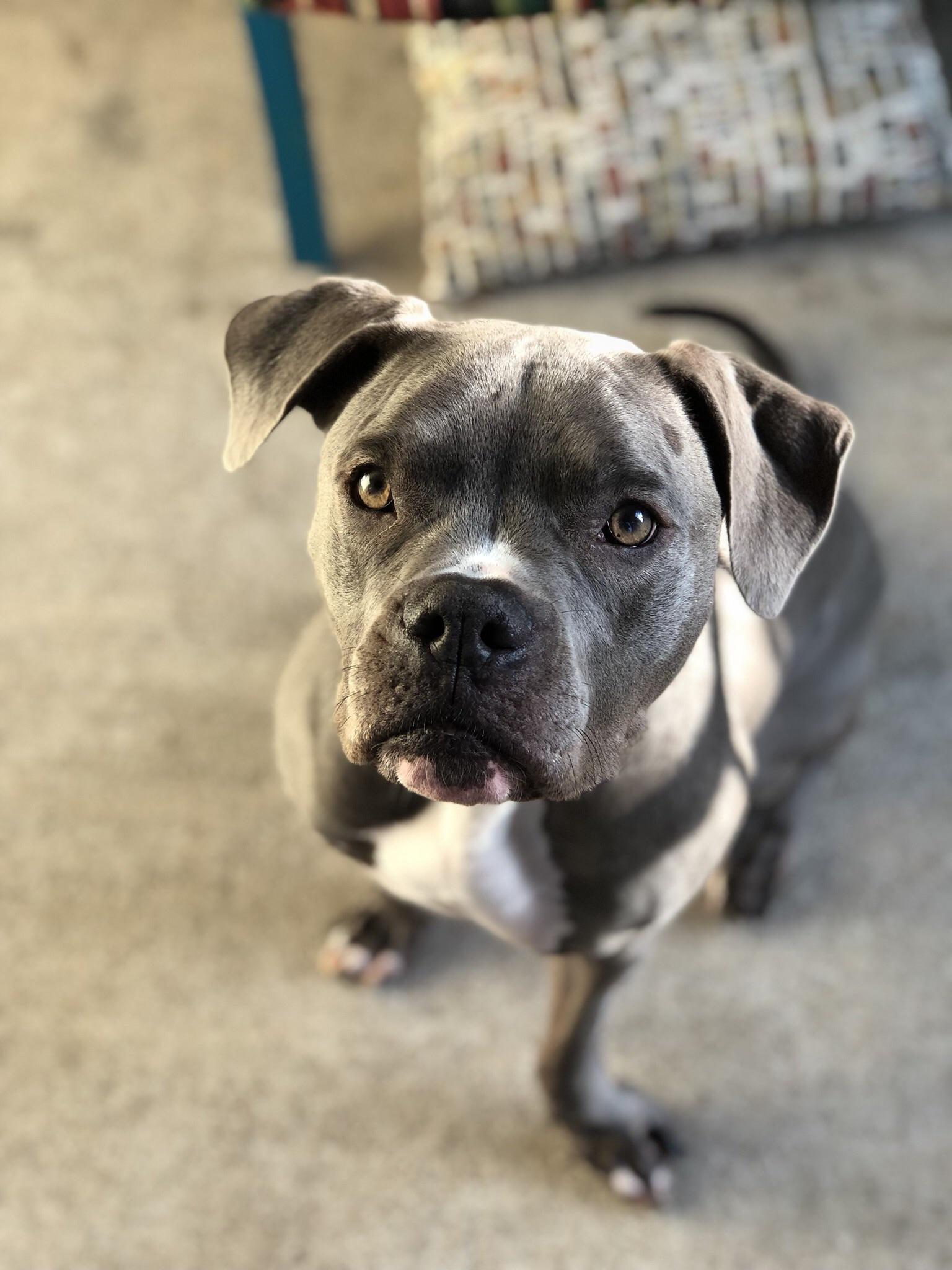 1233 best Pit Bull Mix images on Pholder Pitbulls, Ban Pit Bulls and Aww