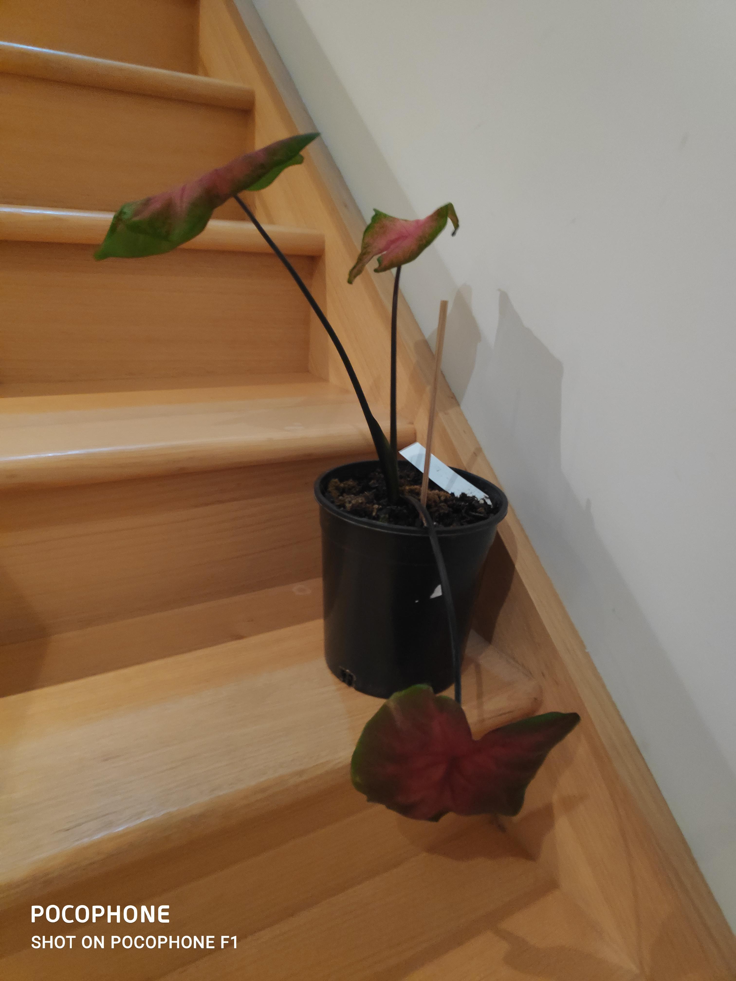 Caladium started drooping with new leaf coming out r/plantclinic