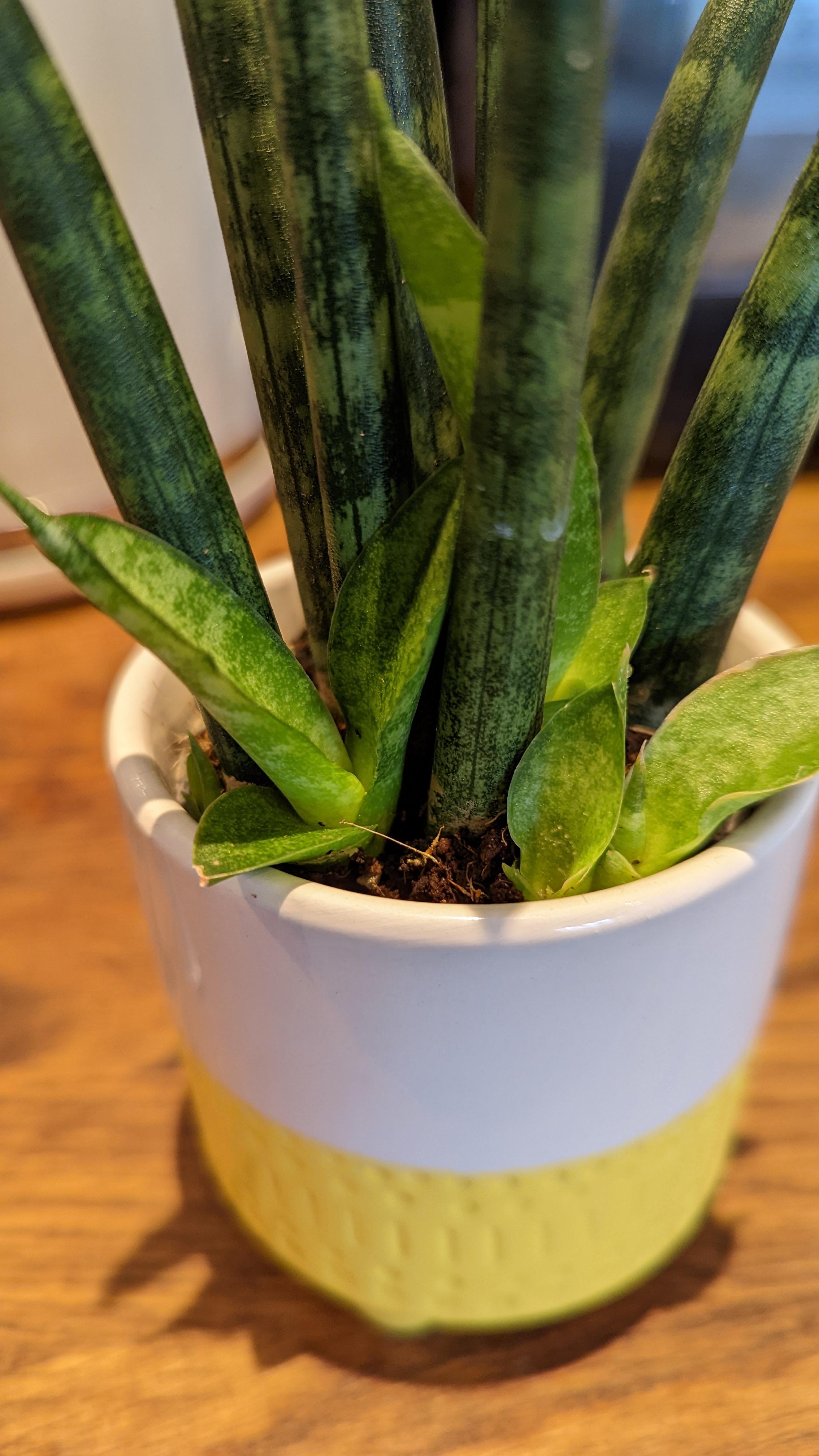 my cylindrical snake plant has thrips! Advice on what to do in the UK