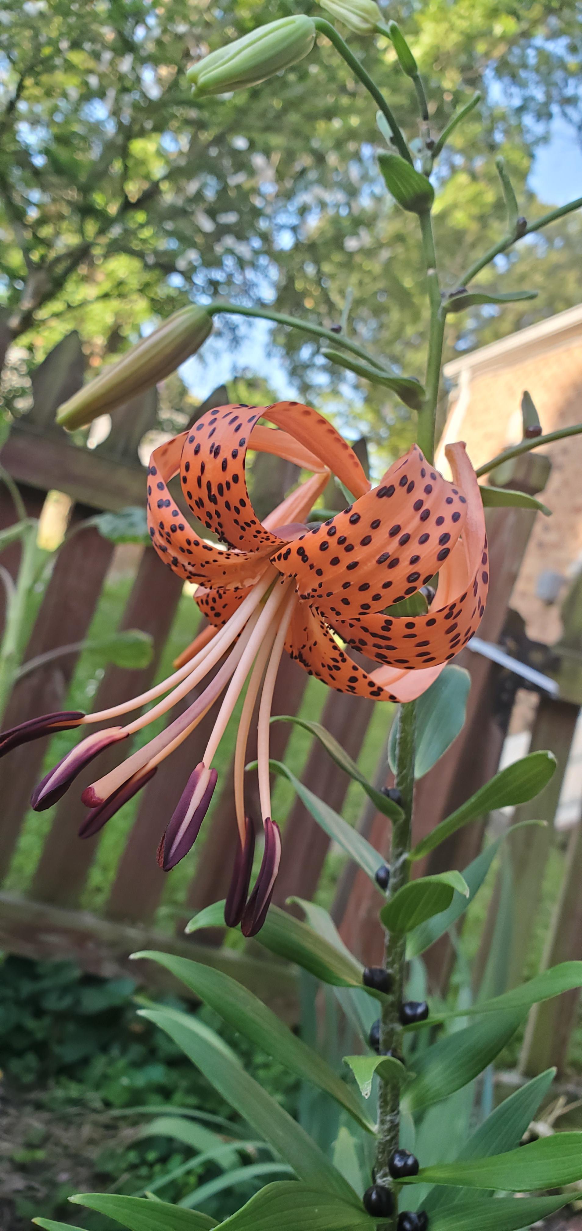 First Tiger Lily bloom of the season! r/gardening