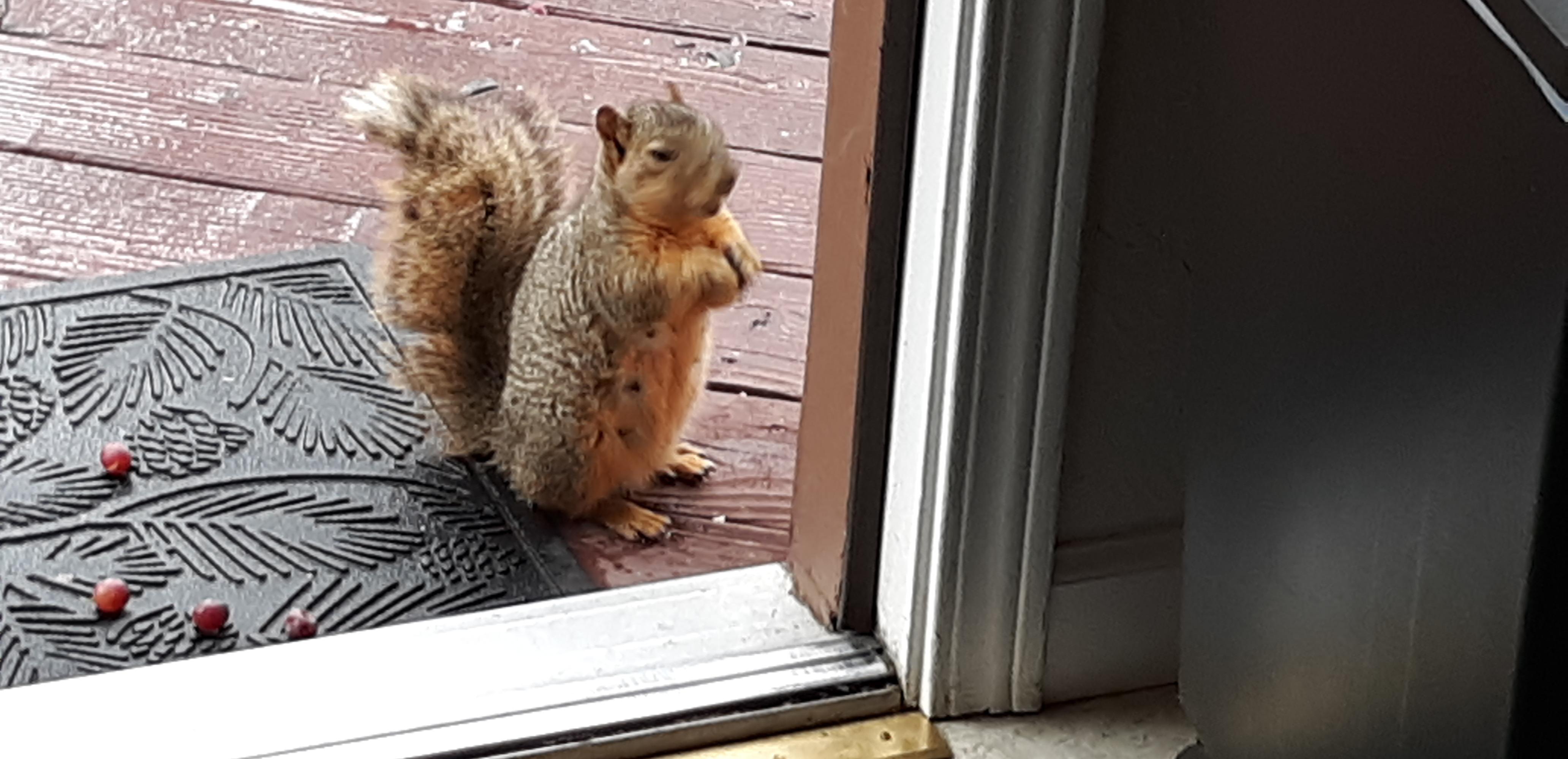Help! Some men cut down a empty lot's tree and found 4 baby squirrels. What do I do? The tree is