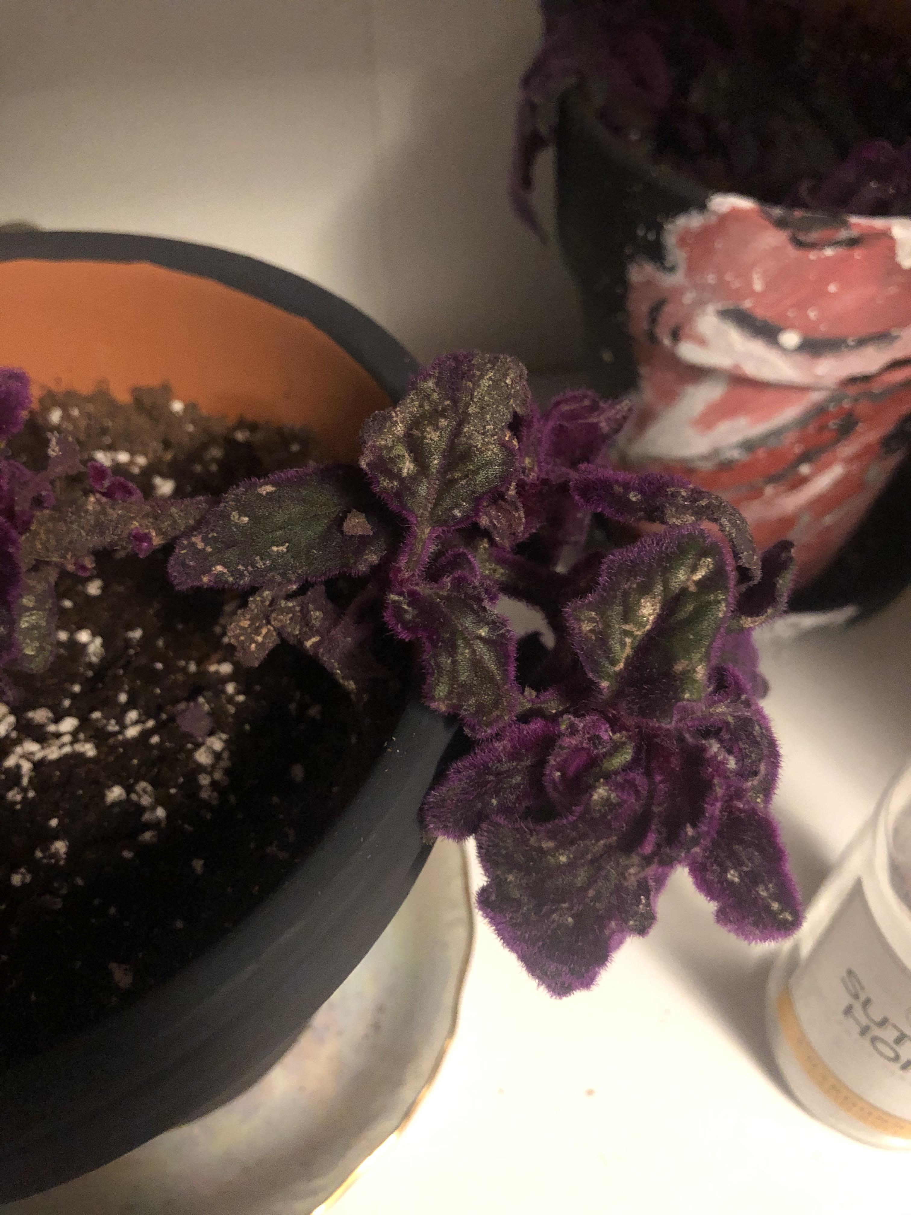 Any idea why my purple passion plant is covered in these white spots