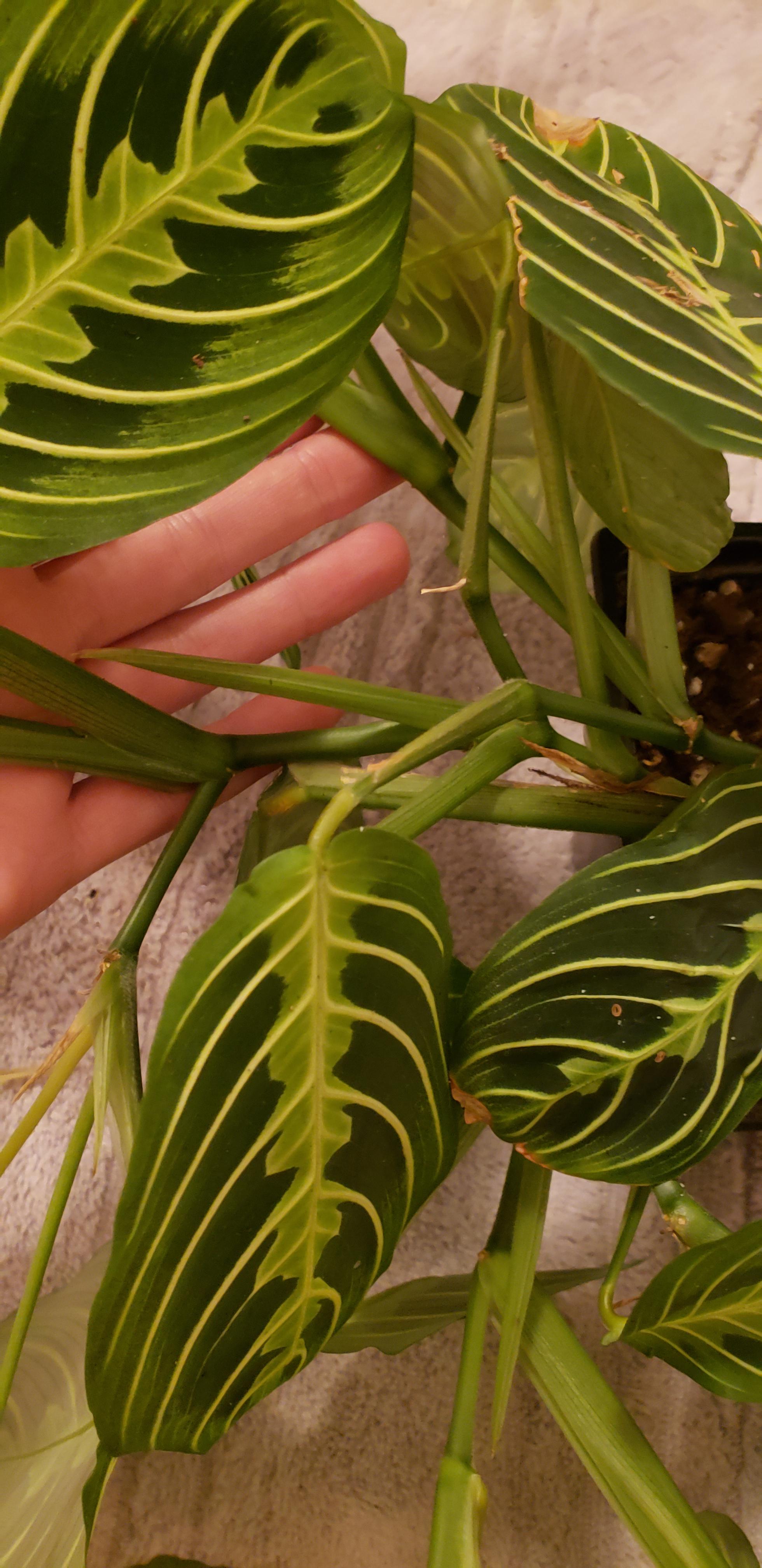 First time taking a cutting, where would I cut this prayer plant? r