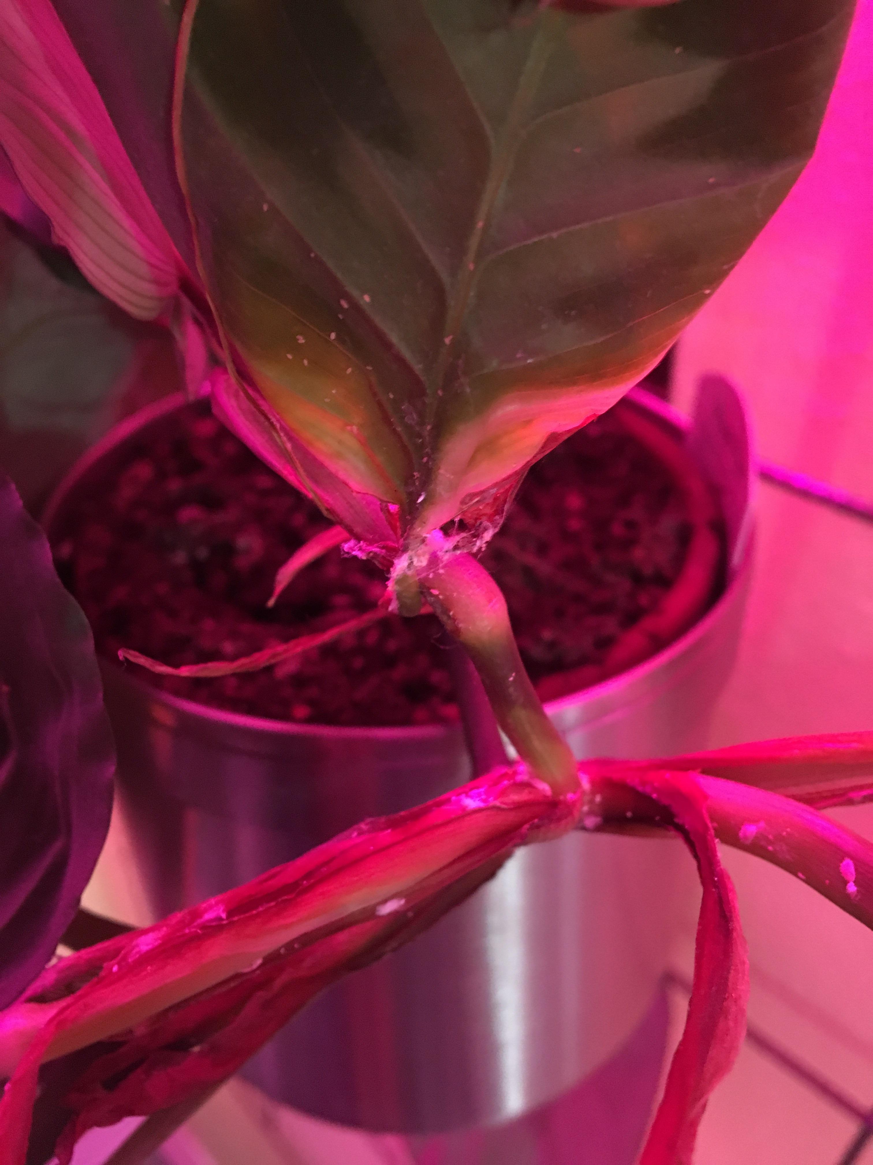 Sticky/stringy/fuzzy white splotches on prayer plant? Should I be