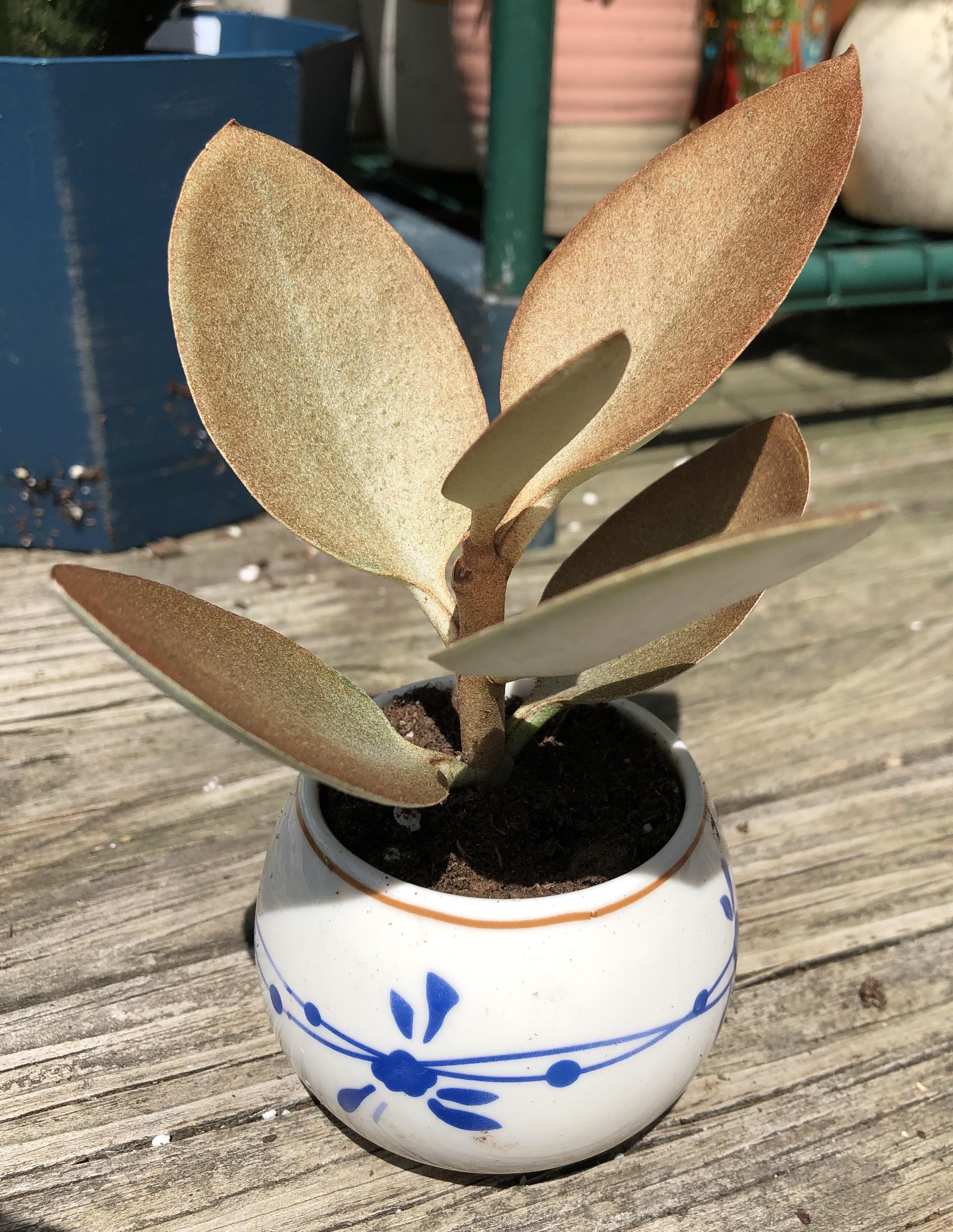 The color of my copper spoons plant (kalanchoe orgyalis) matches