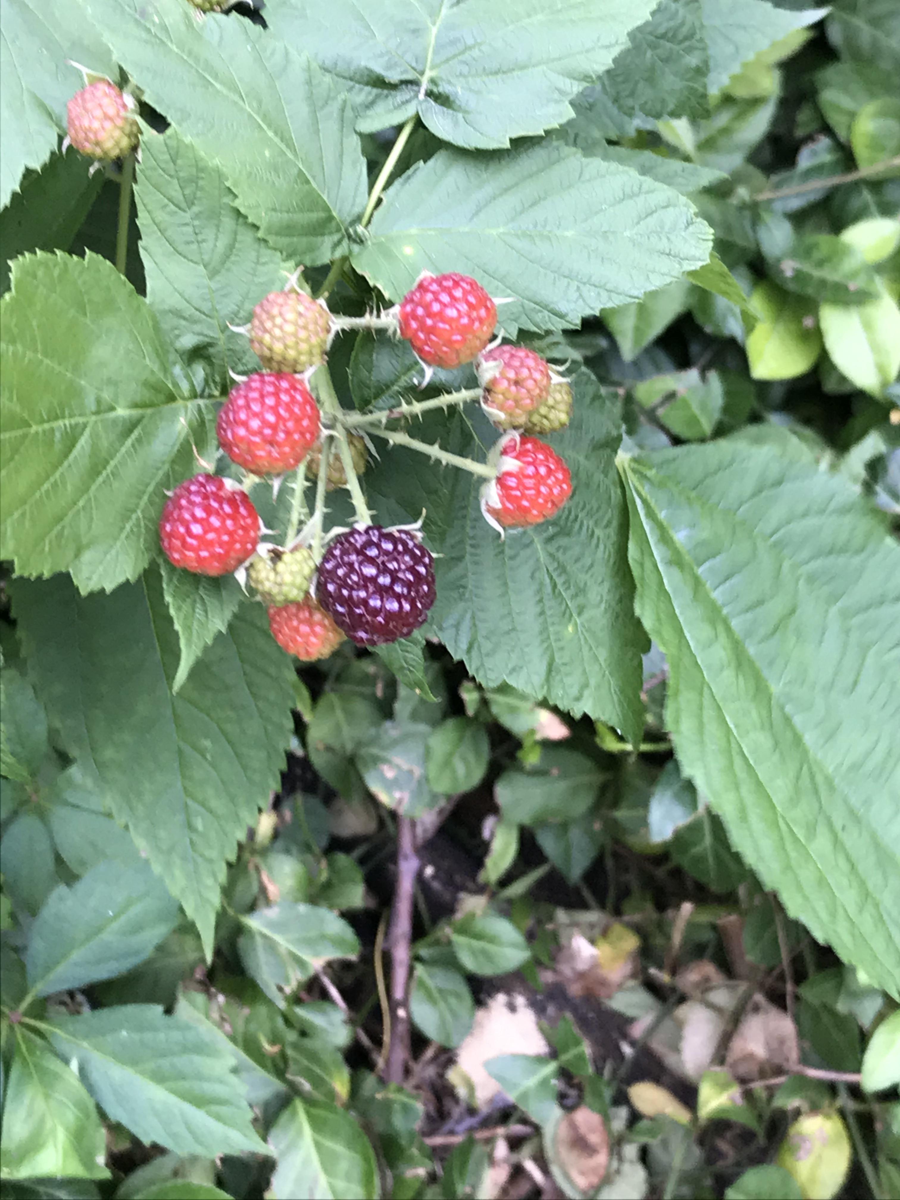 What are these berries? Found in Missouri in my boyfriend’s back yard