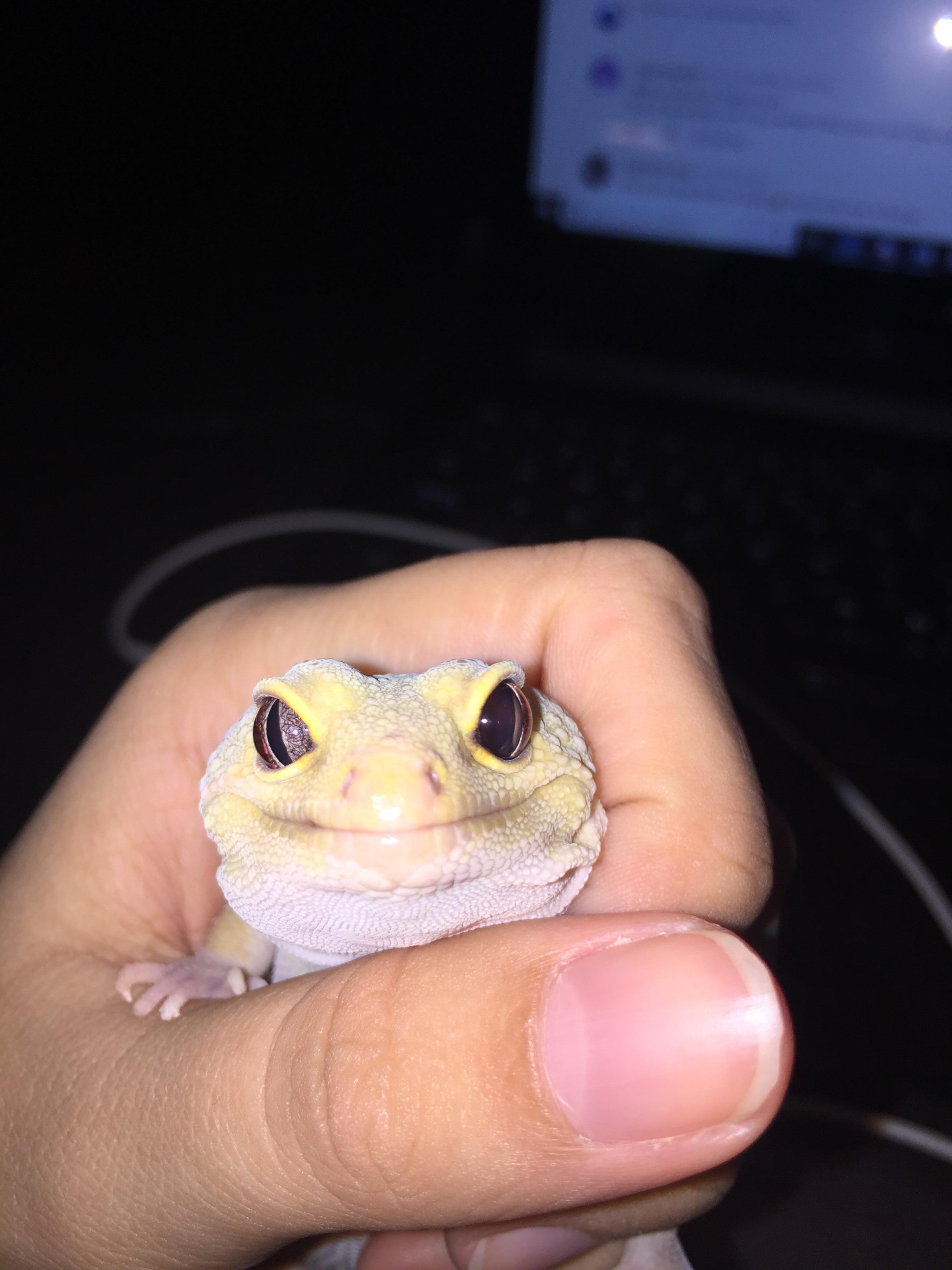 Help! One of leopard gecko’s pupils is always dilated (does not react