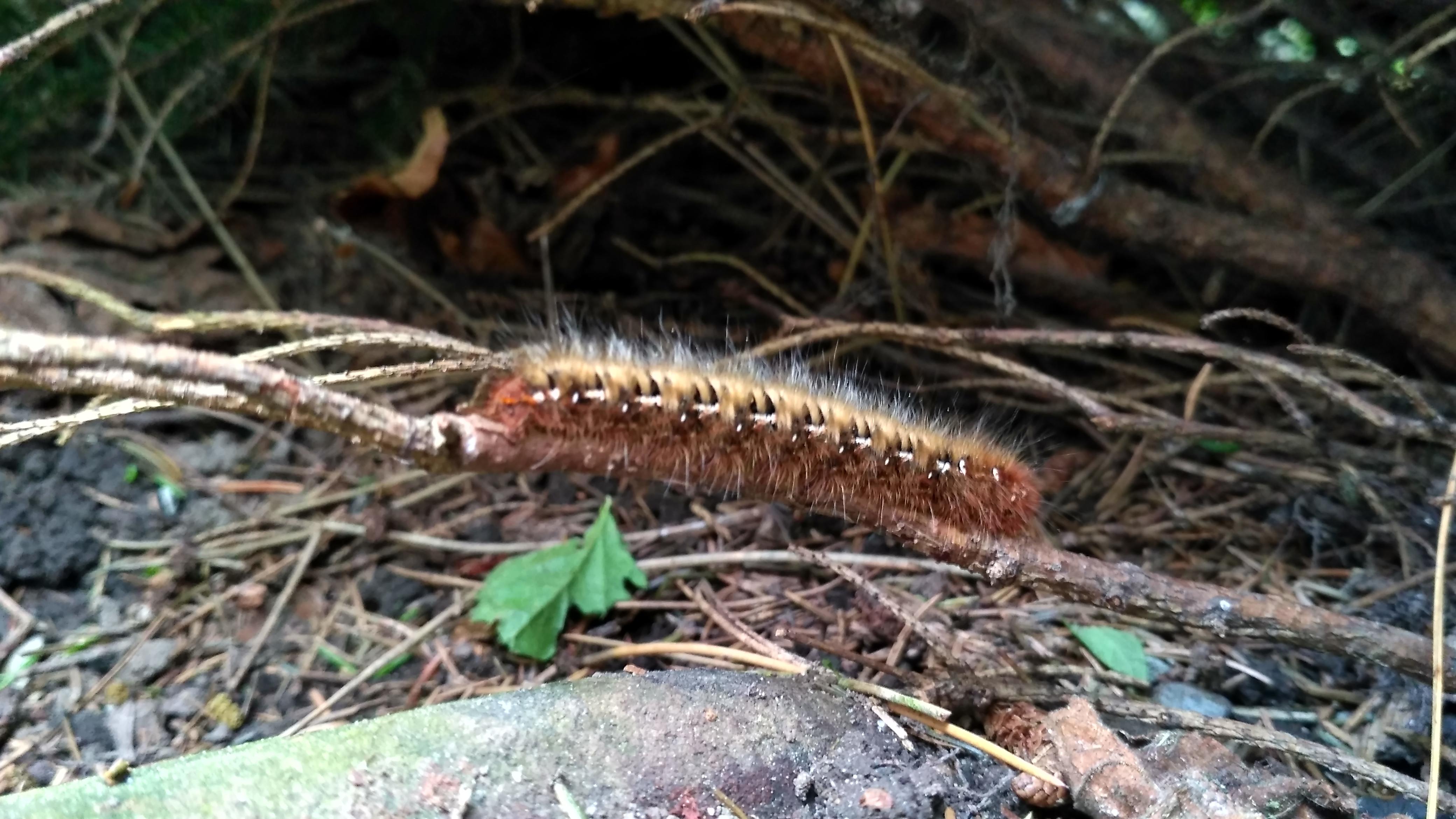 What is this caterpillar found in Switzerland? r/whatsthisbug