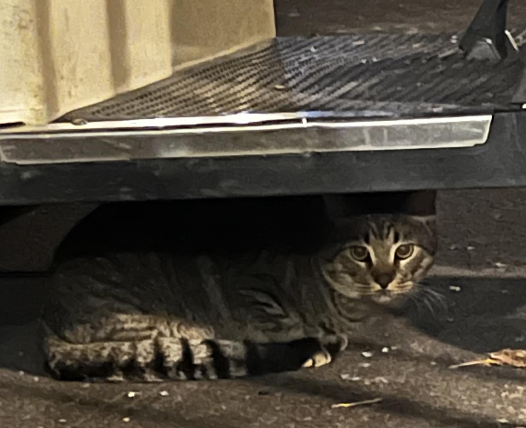 This is Mr Cat. He lives outside my apartment. Does anyone have