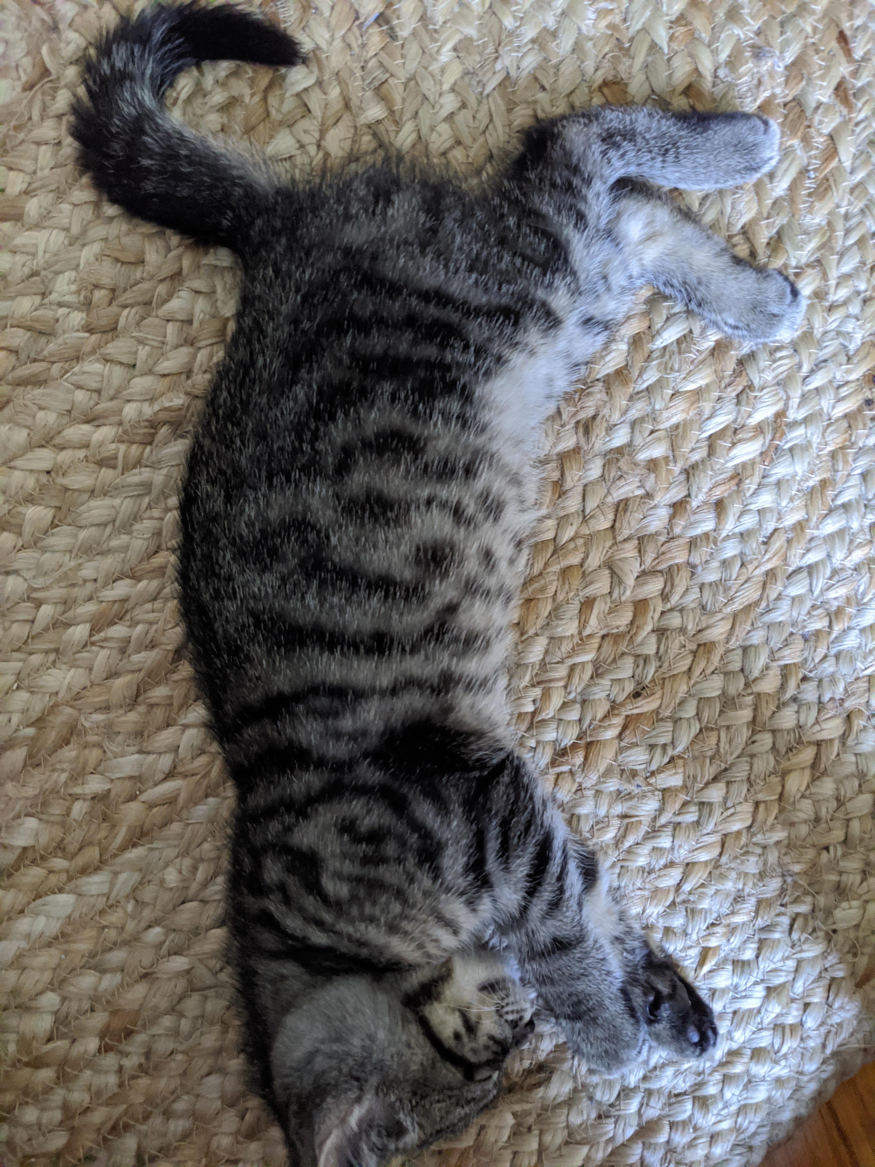 Can someone ID Sesame's coat pattern? Is it Mackerel? Broken Mackerel