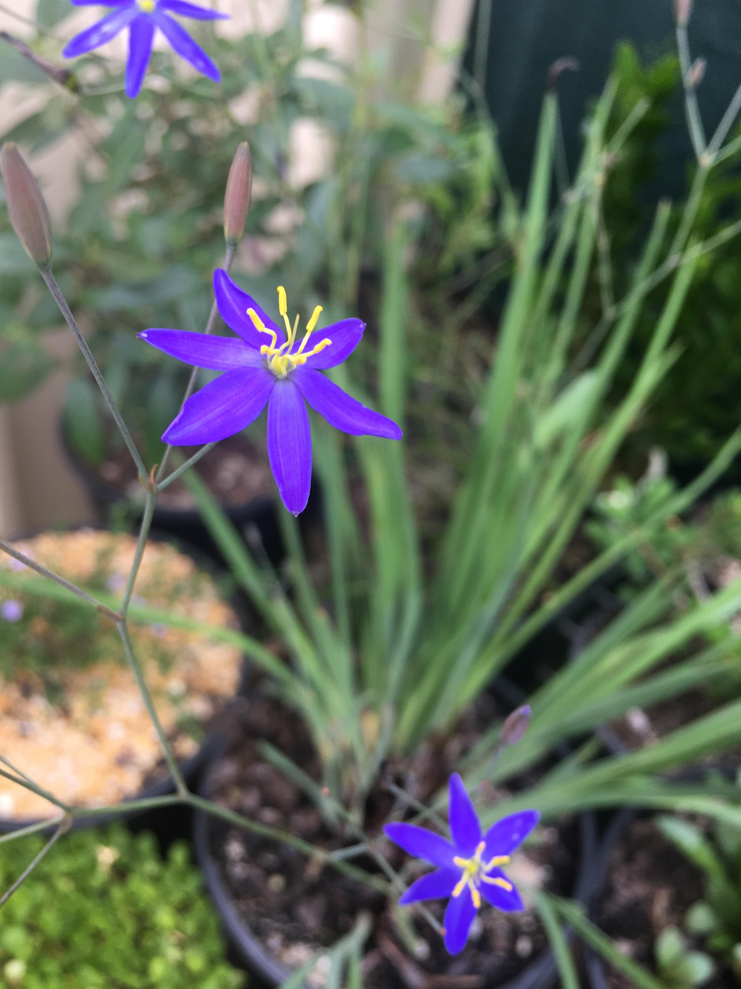 Thelionema caespitosum (Tufted Lily), Canberra r/australianplants
