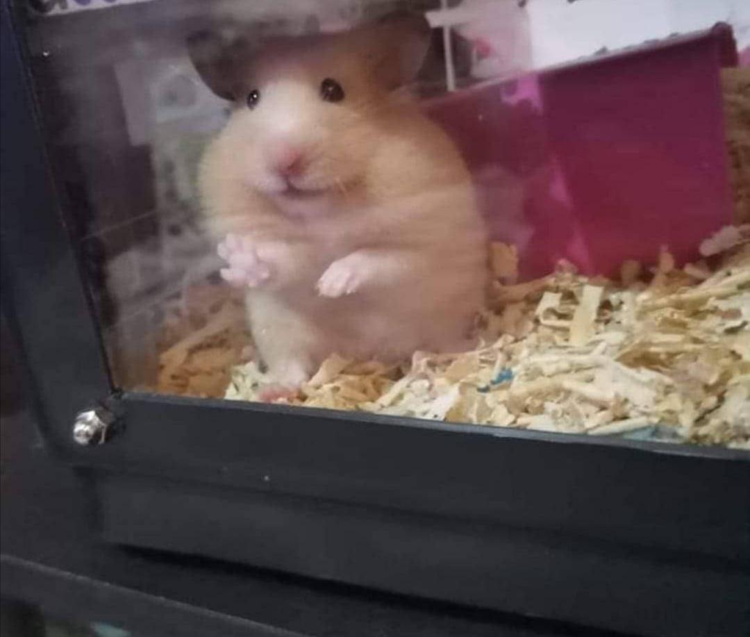 Hamham is all of us during community quarantine. r/hamsters