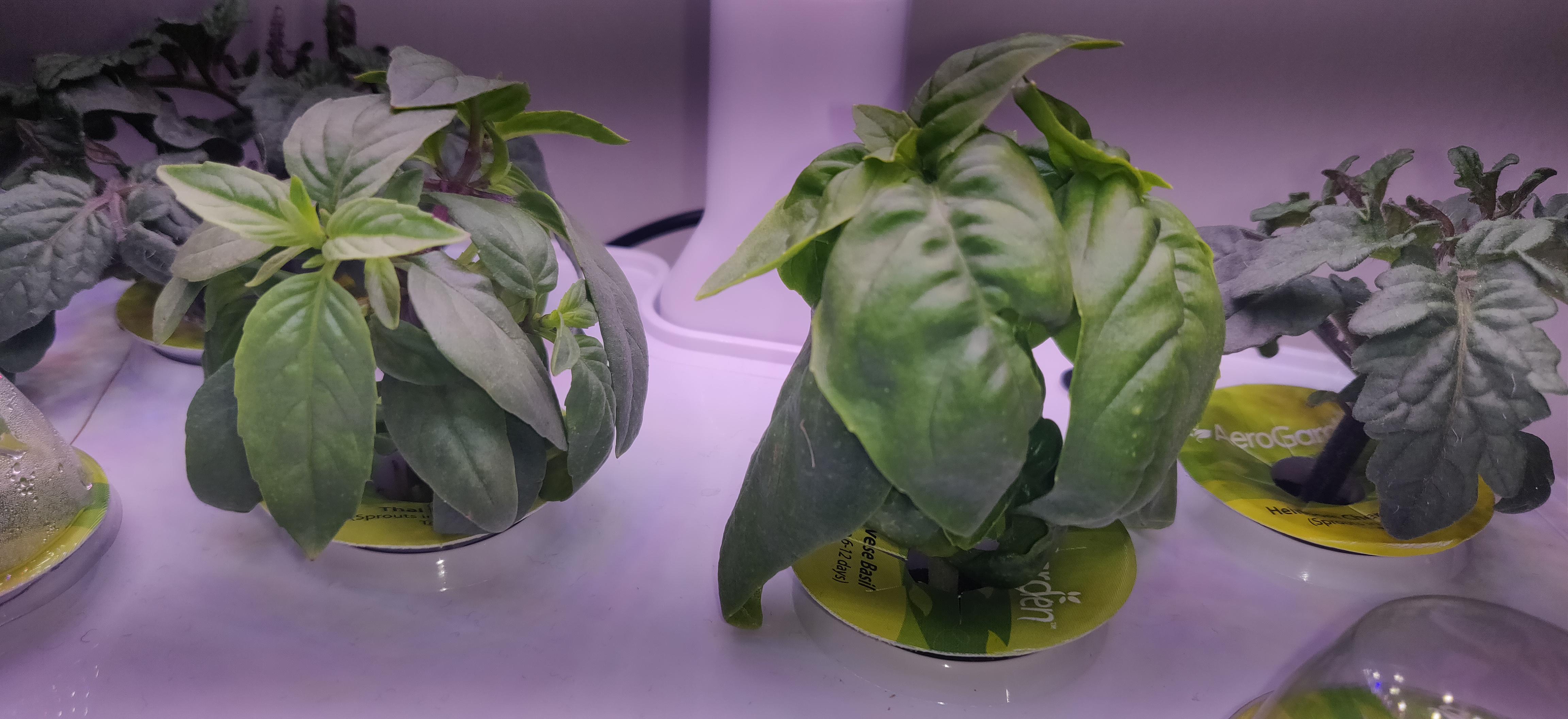 Pruning tips r/aerogarden