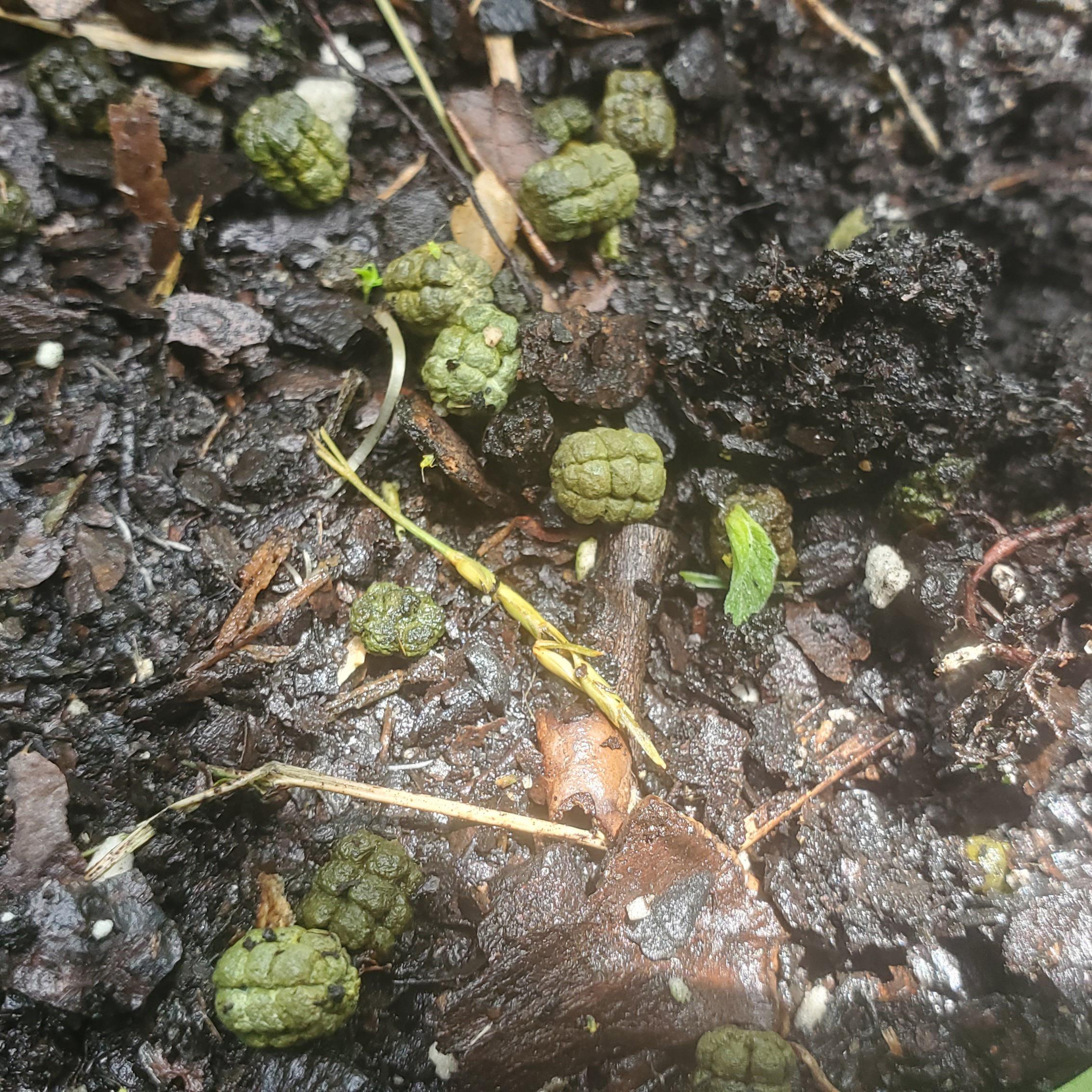Caterpillar poop looks like little hand grenades r/mildlyinteresting