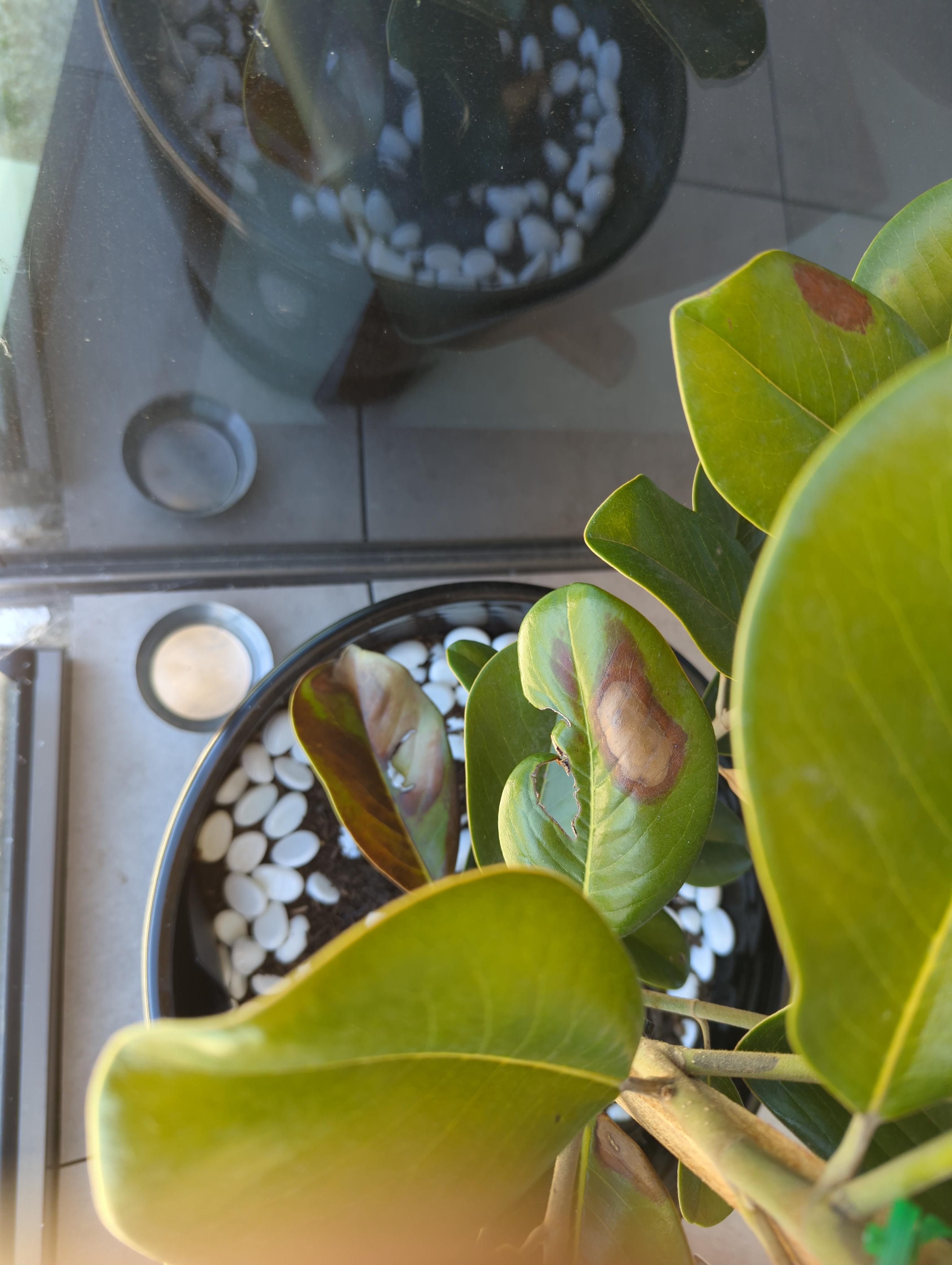 Teddy Bear Magnolia not growing and leaves turning brown. Please help