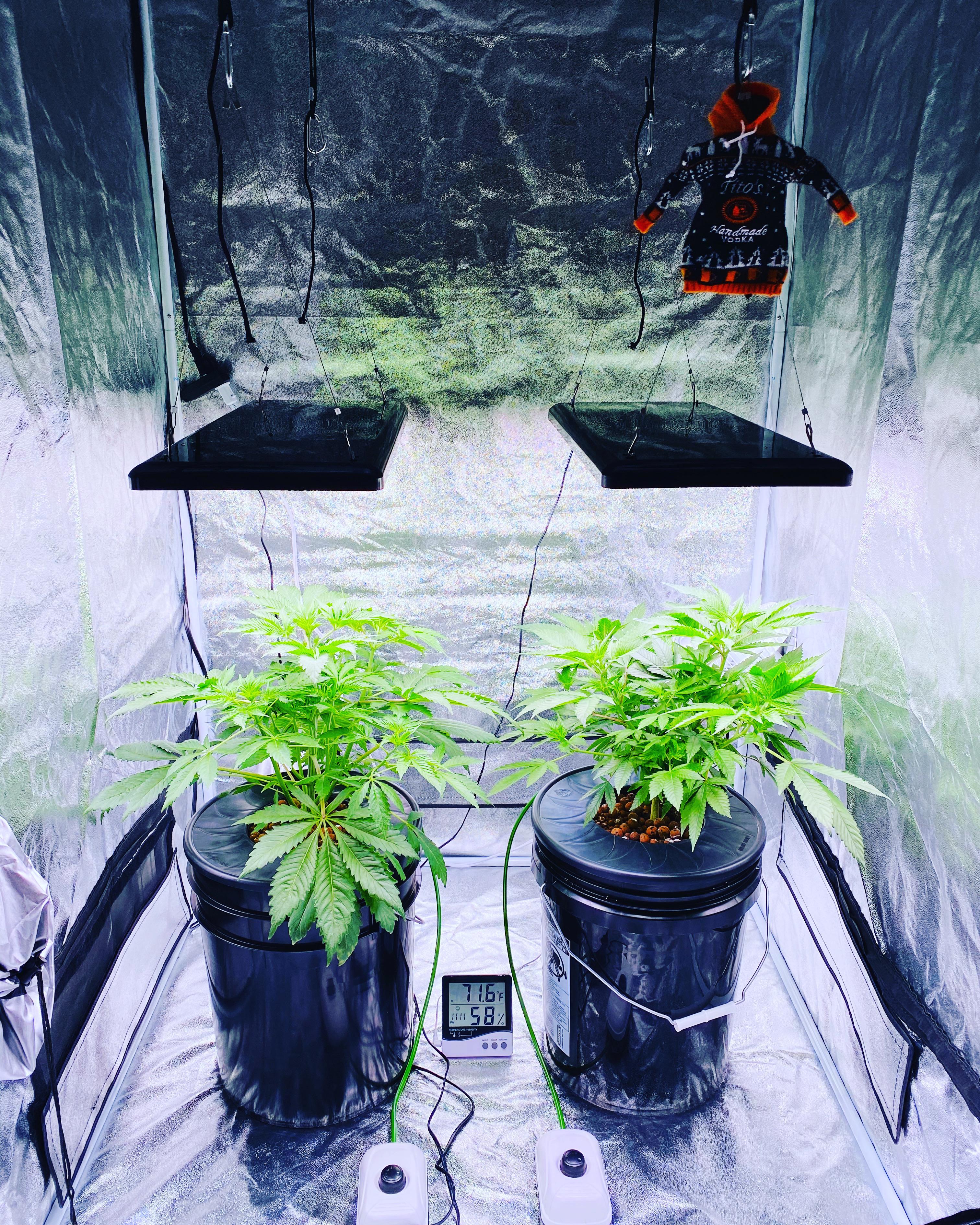 Started in a top feed bubbleponics system then moved to DWC, I think