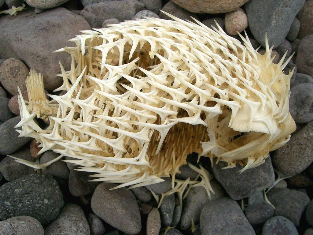 A skeleton of a puffer fish r/oddlyterrifying
