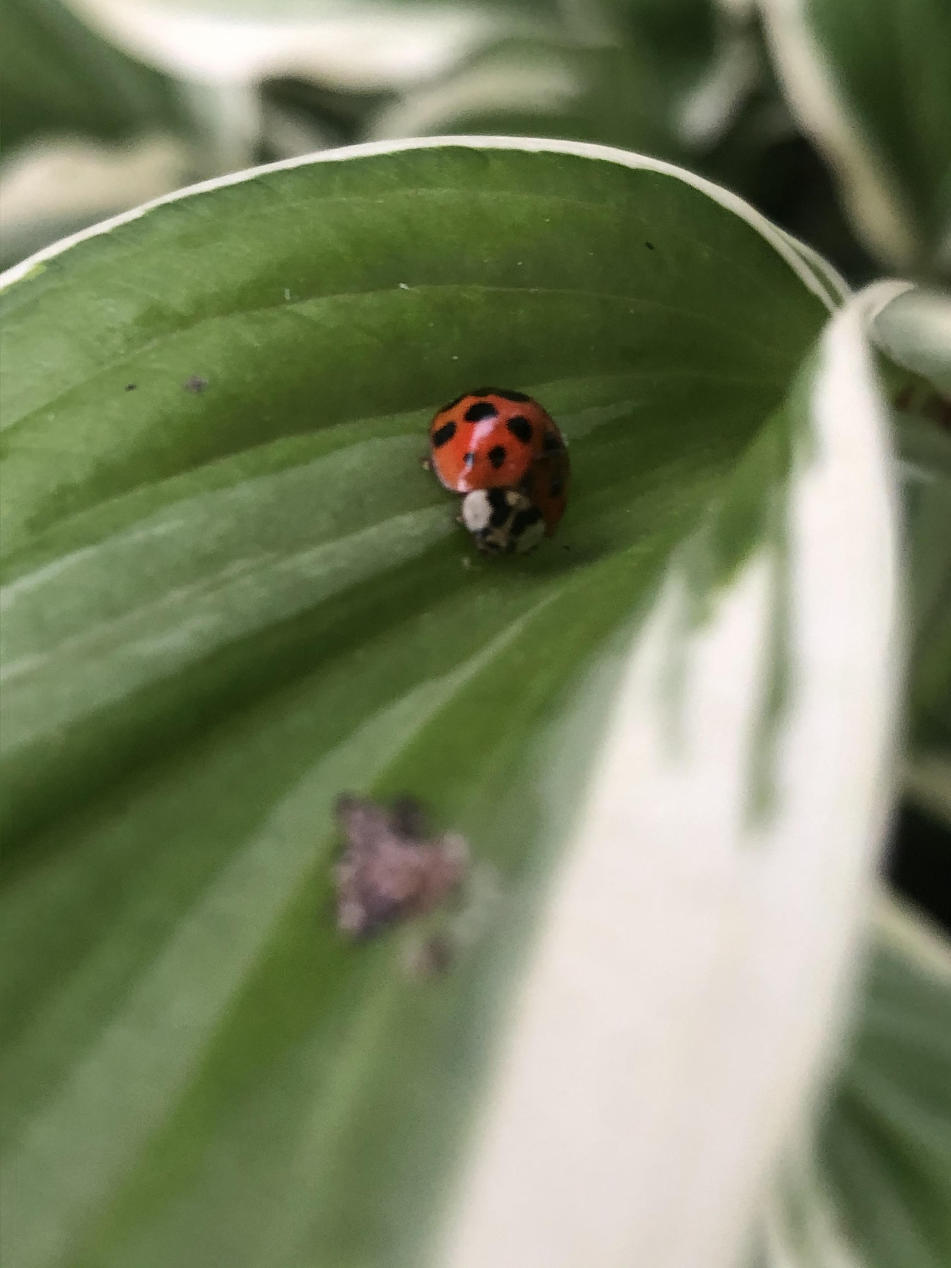 My hosta got a visit from a ladybug today r/gardening
