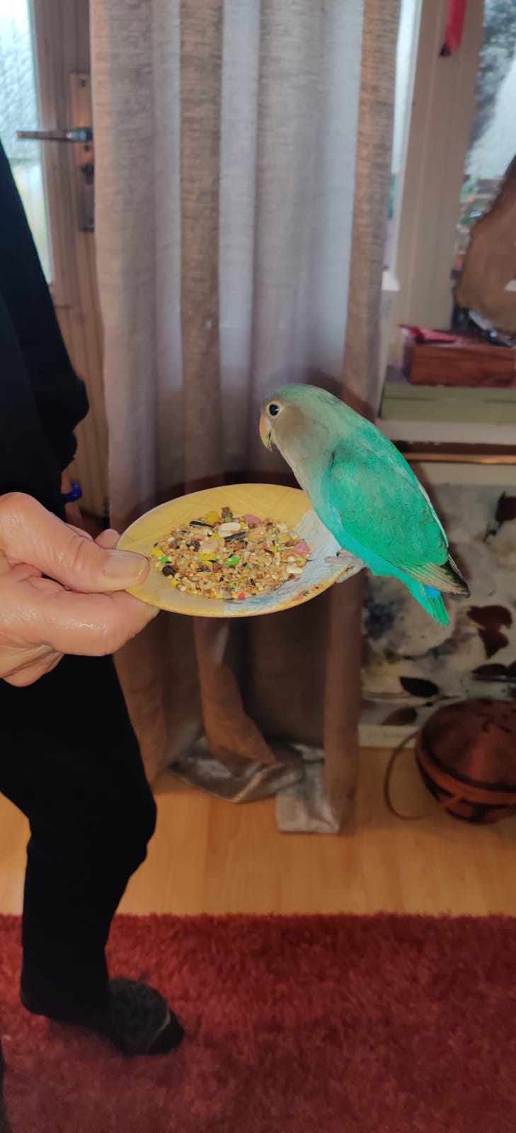 Why do my birds get fluffy when I talk to them? Are they stressed