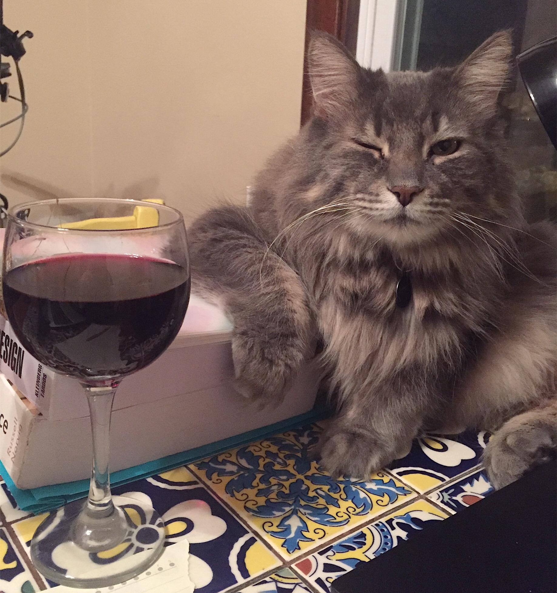 Cats Drinking Alcohol