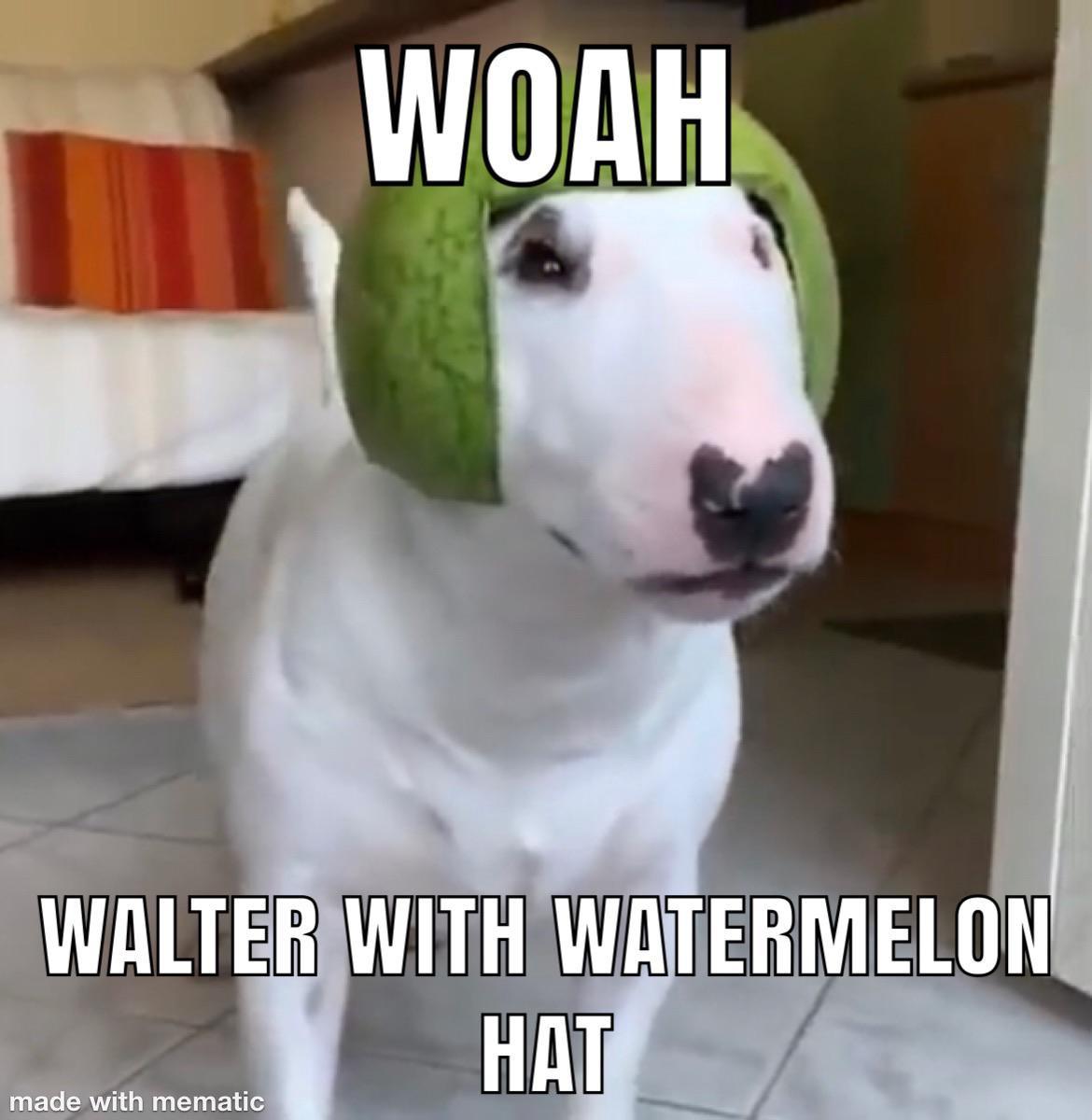WOAH WALTER WITH WATERMELON HAT! r/funny