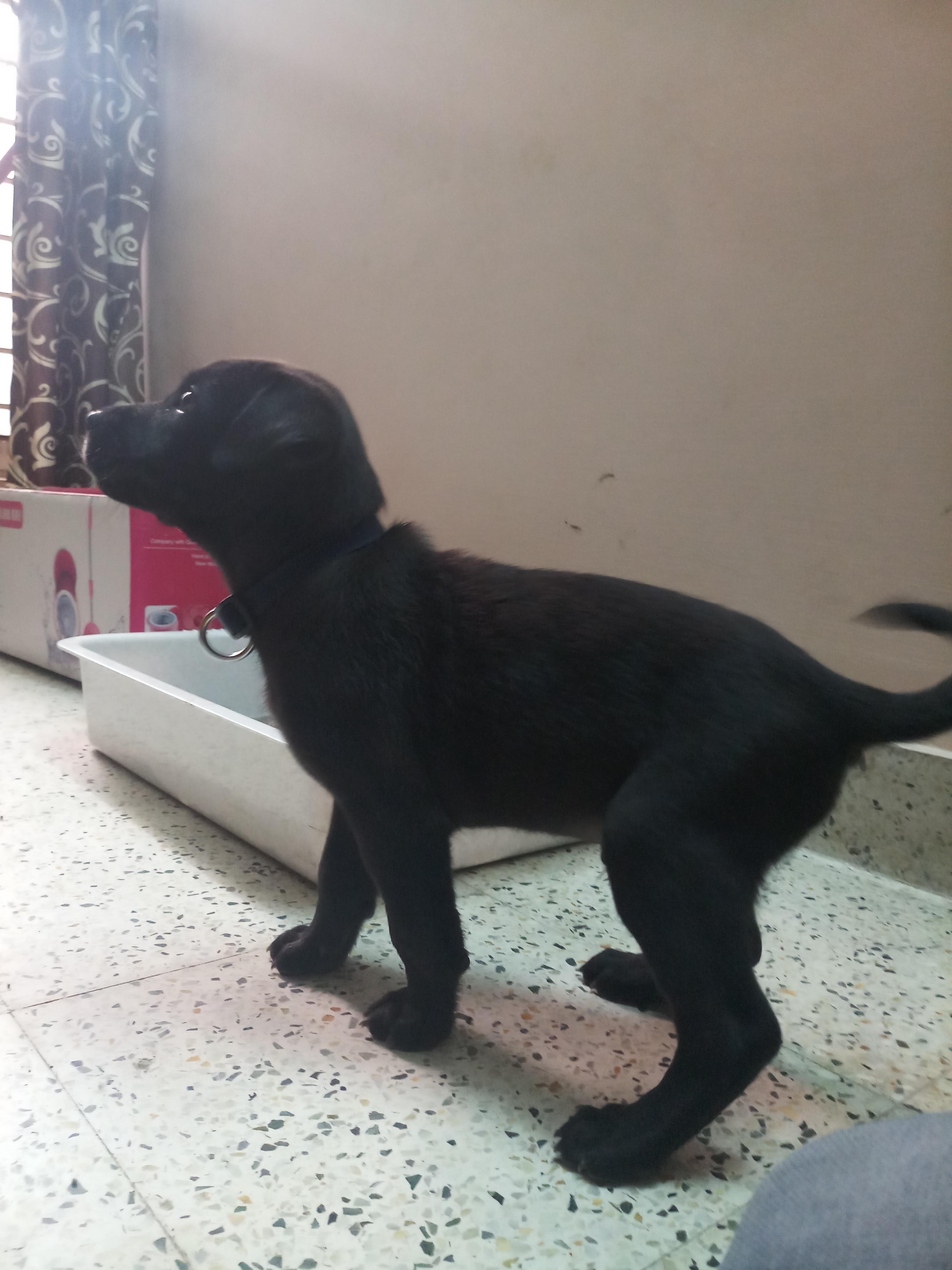 The cutest puppy i have ever met. r/bangalore