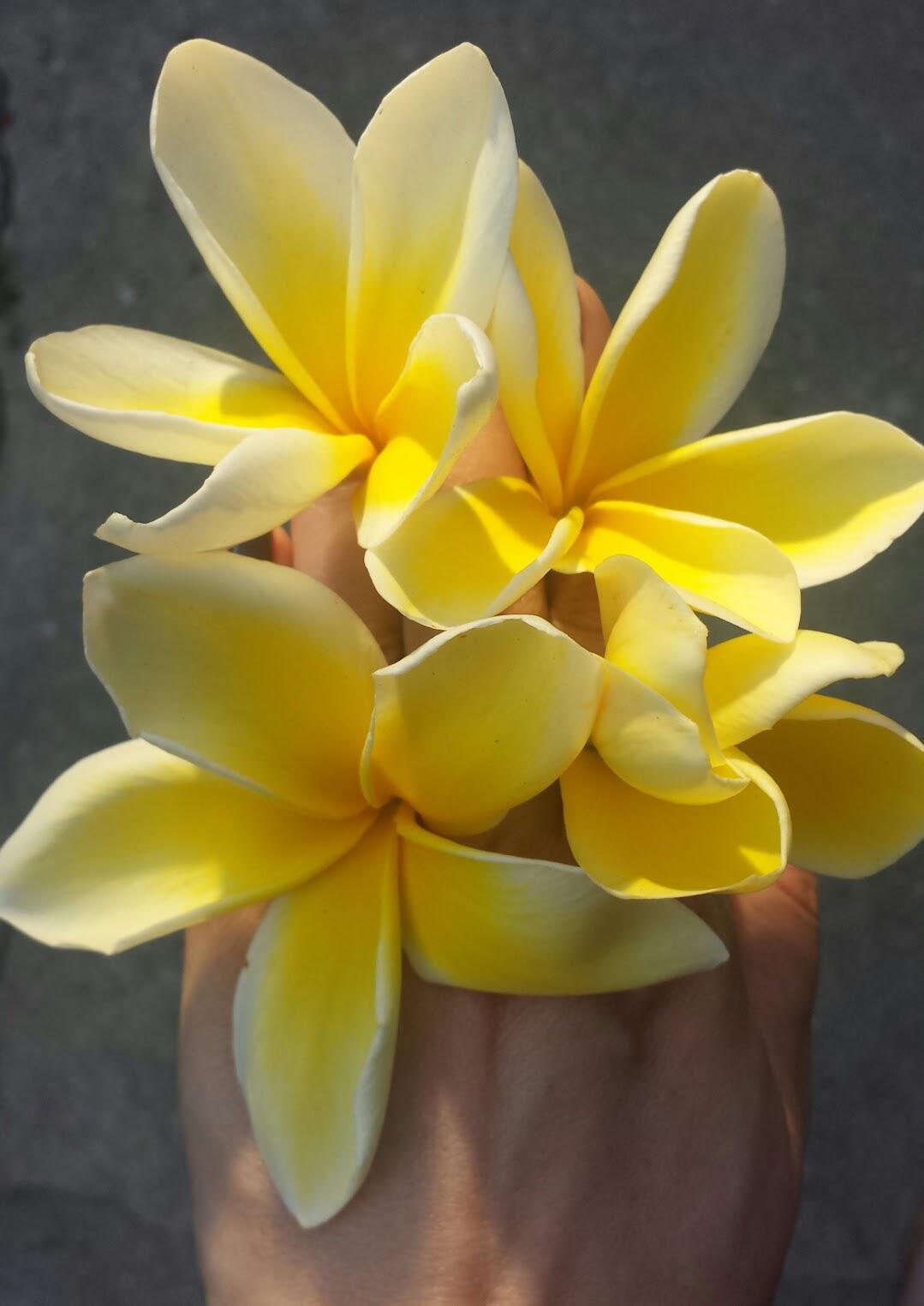 Celadine plumeria smells incredible! r/gardening