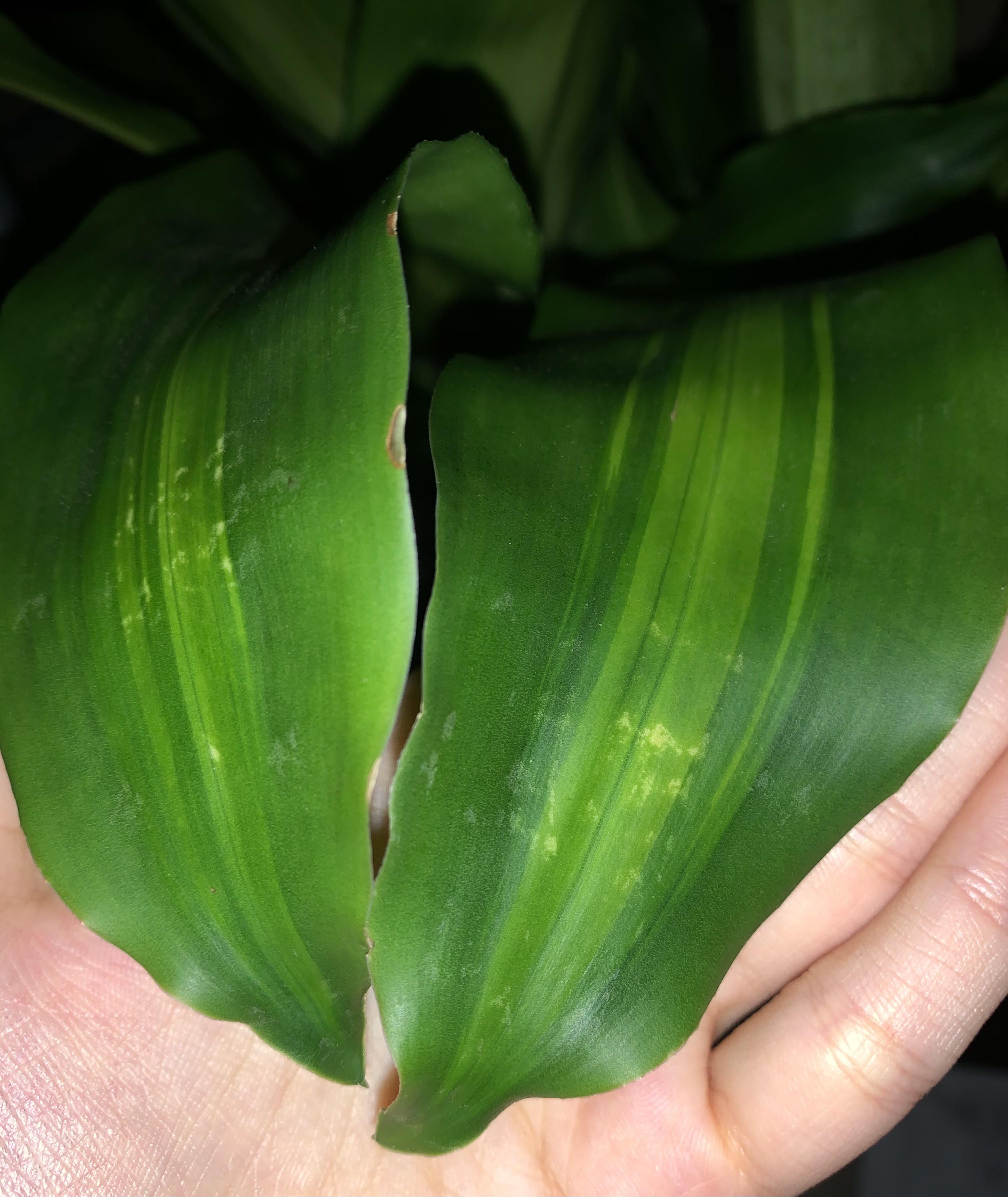 My dragon tree has some brown edges and a few spots... is this a bad