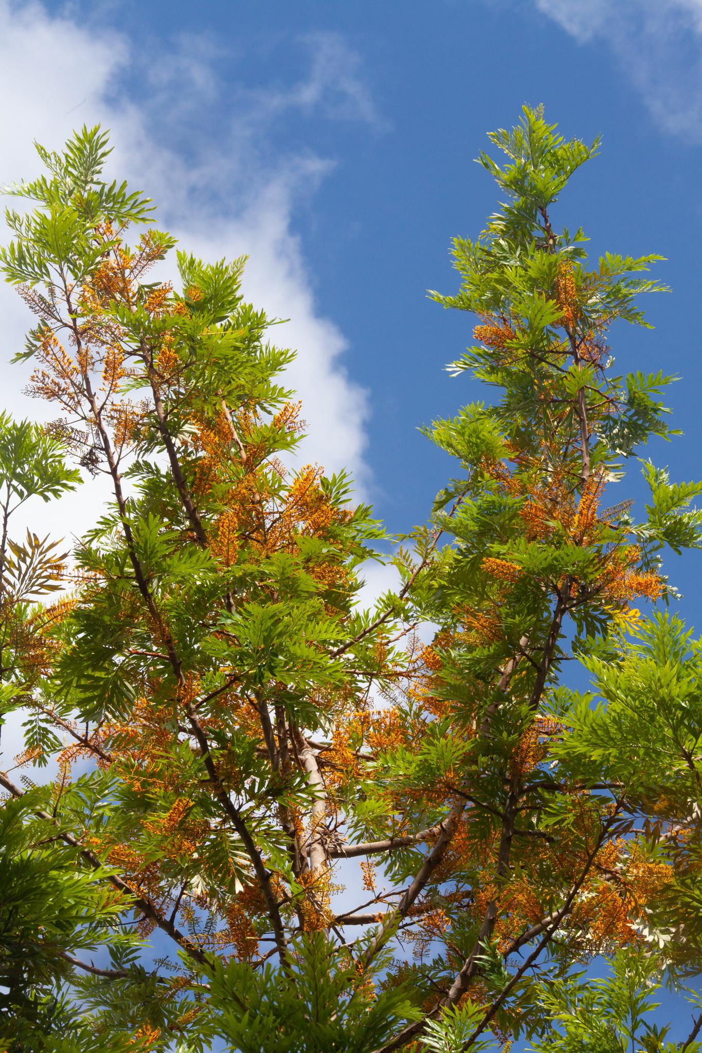 "Silky Oak" Grevillea robusta, in full spring flower in Brisbane r/pics