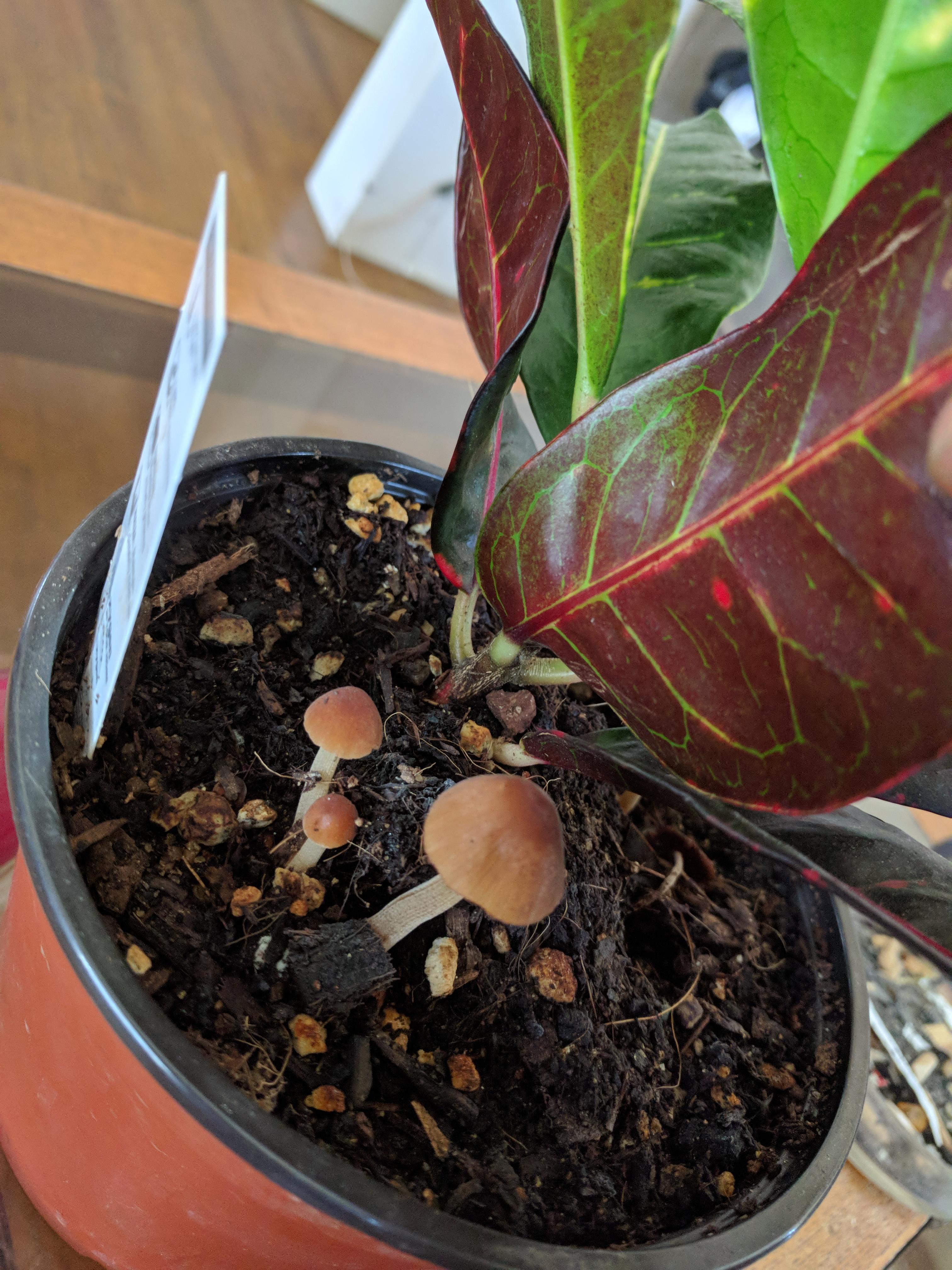 Indoor plant pot has some fungus growing. What is it? r/mycology