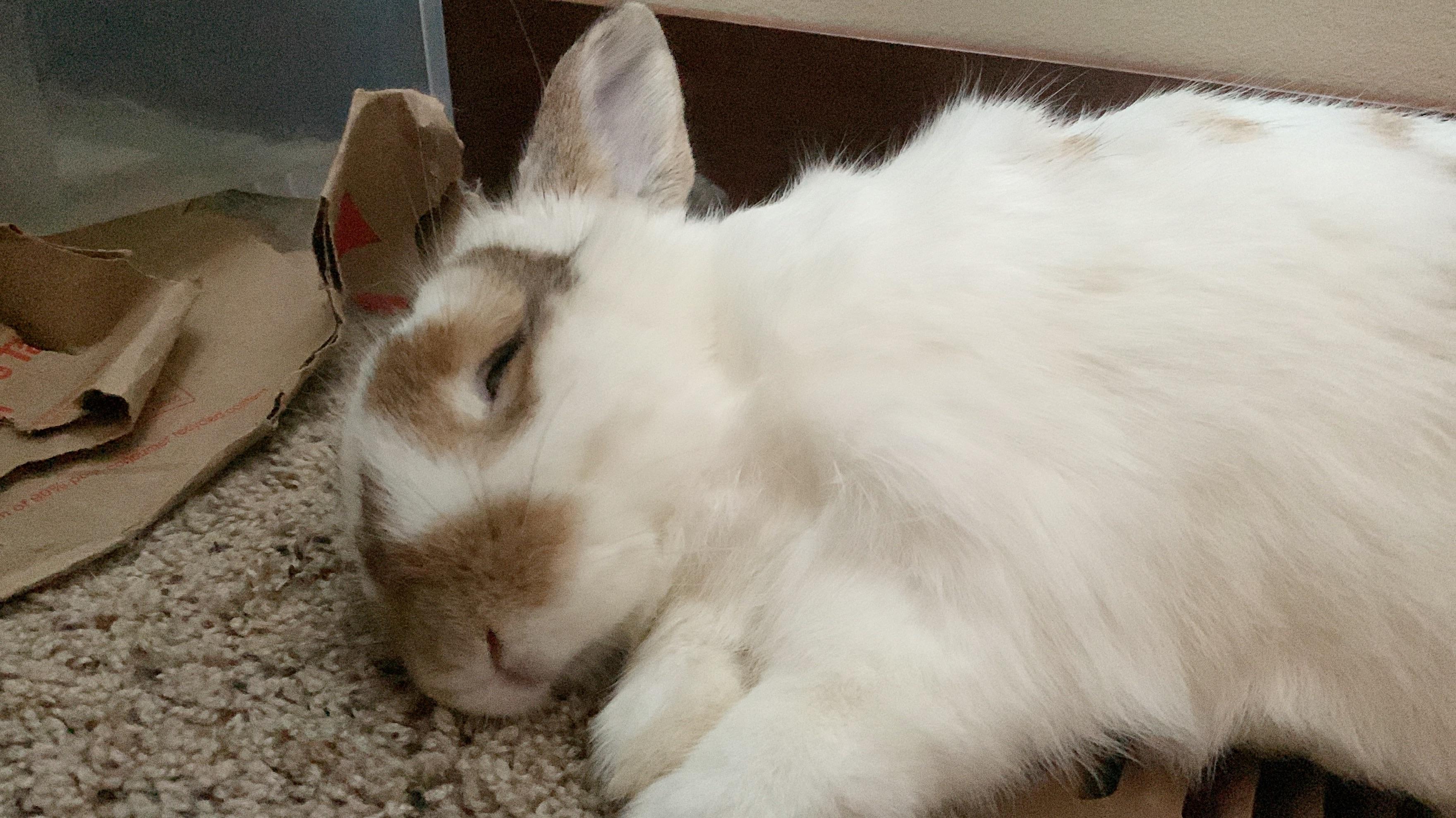 dear rabbit owners, how many of you are on a plant based/vegan