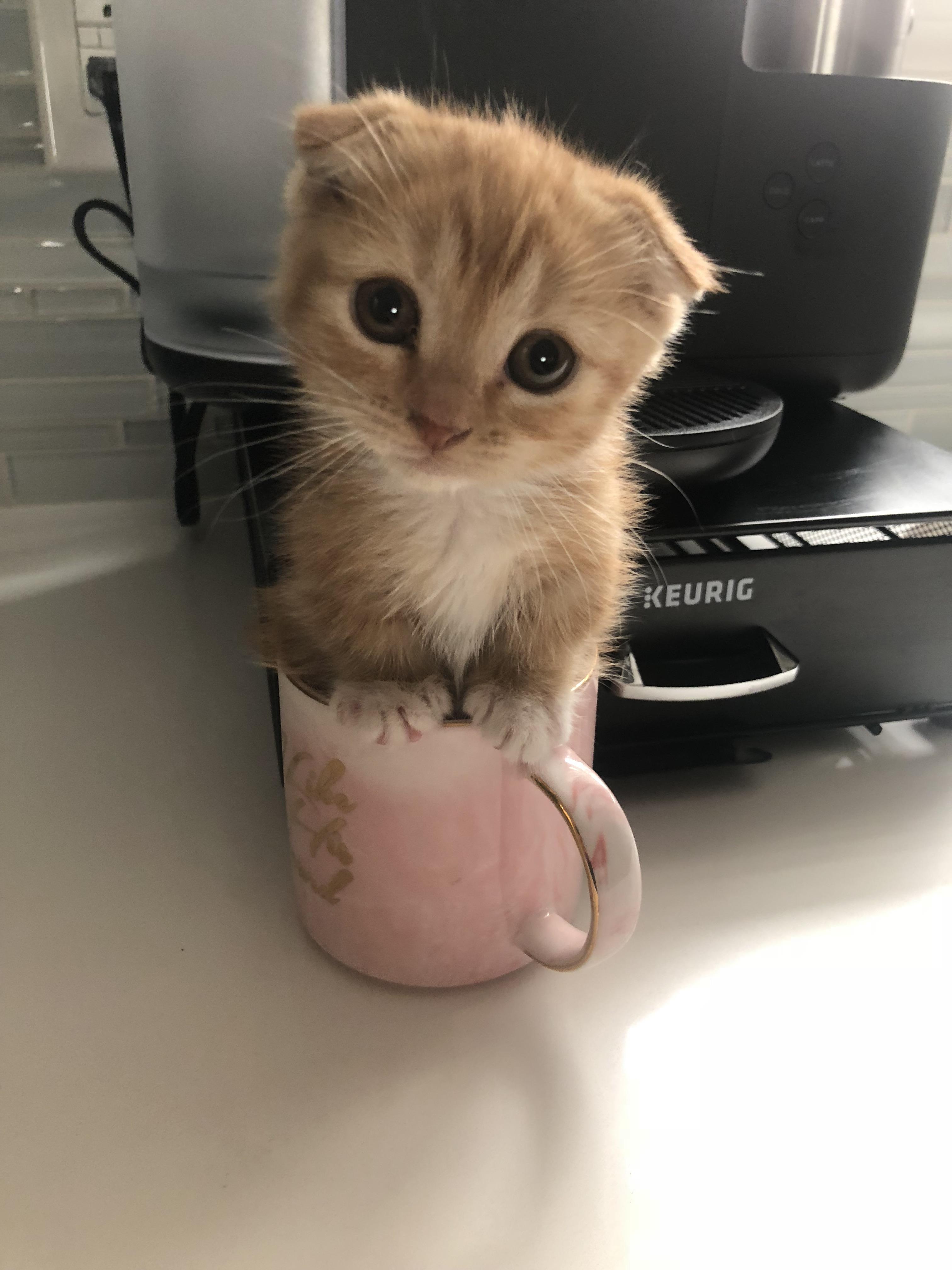 Reddit , meet blondie💙 r/Eyebleach