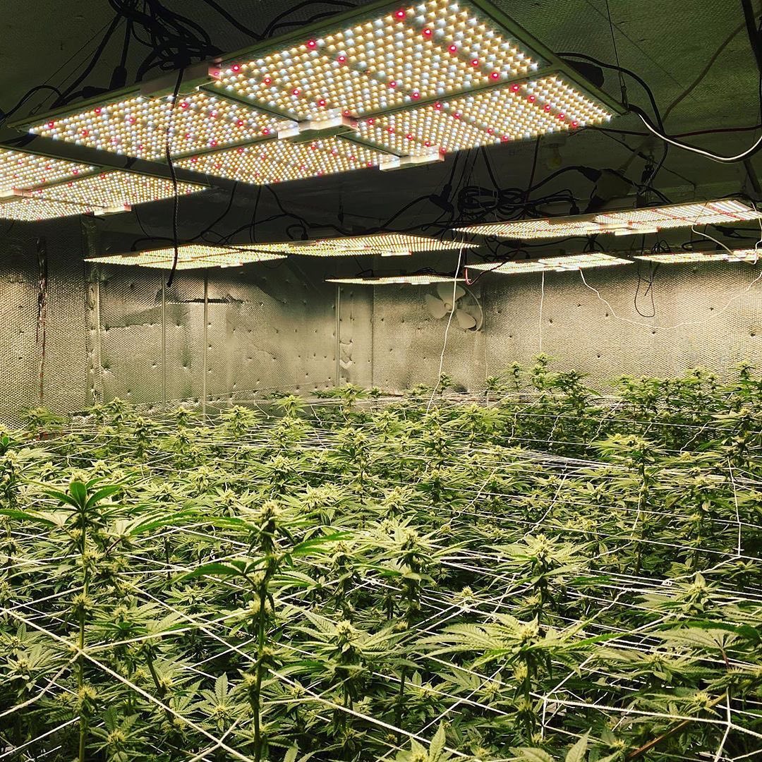 Topanga Canyon OG day 28 of flower. r/SpiderFarmerLED