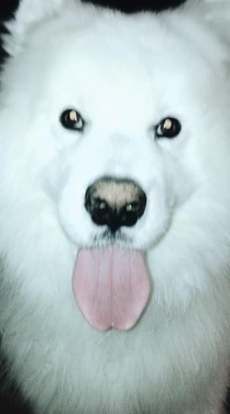 Whenever I let my dog out to pee at night he comes back with sand on