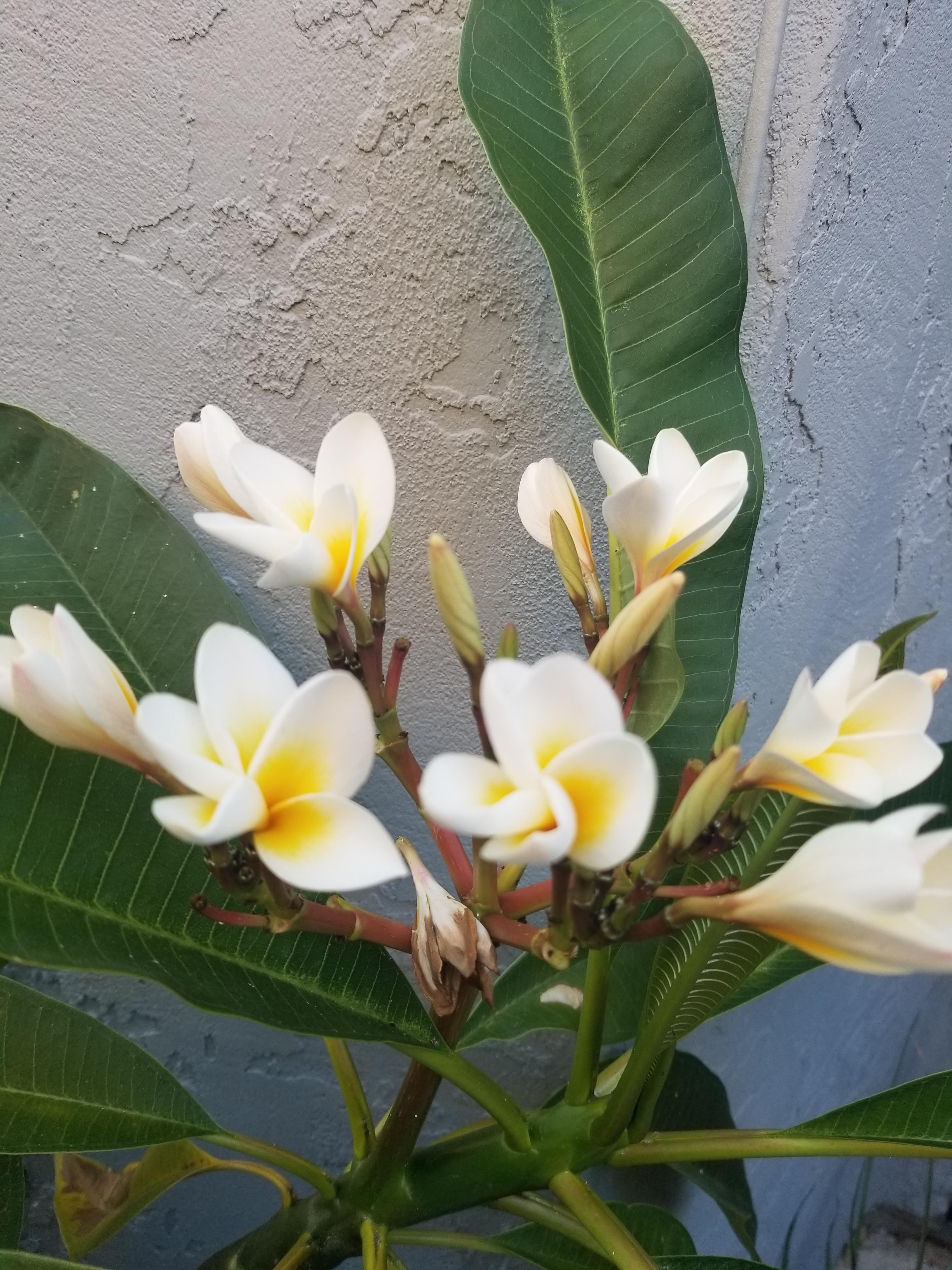 Flowers on my potted plumeria are not fully opening and falling off