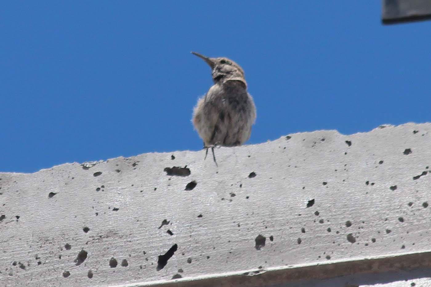 What's this bird with a pretty song? Mt. Charleston Nevada in July. r