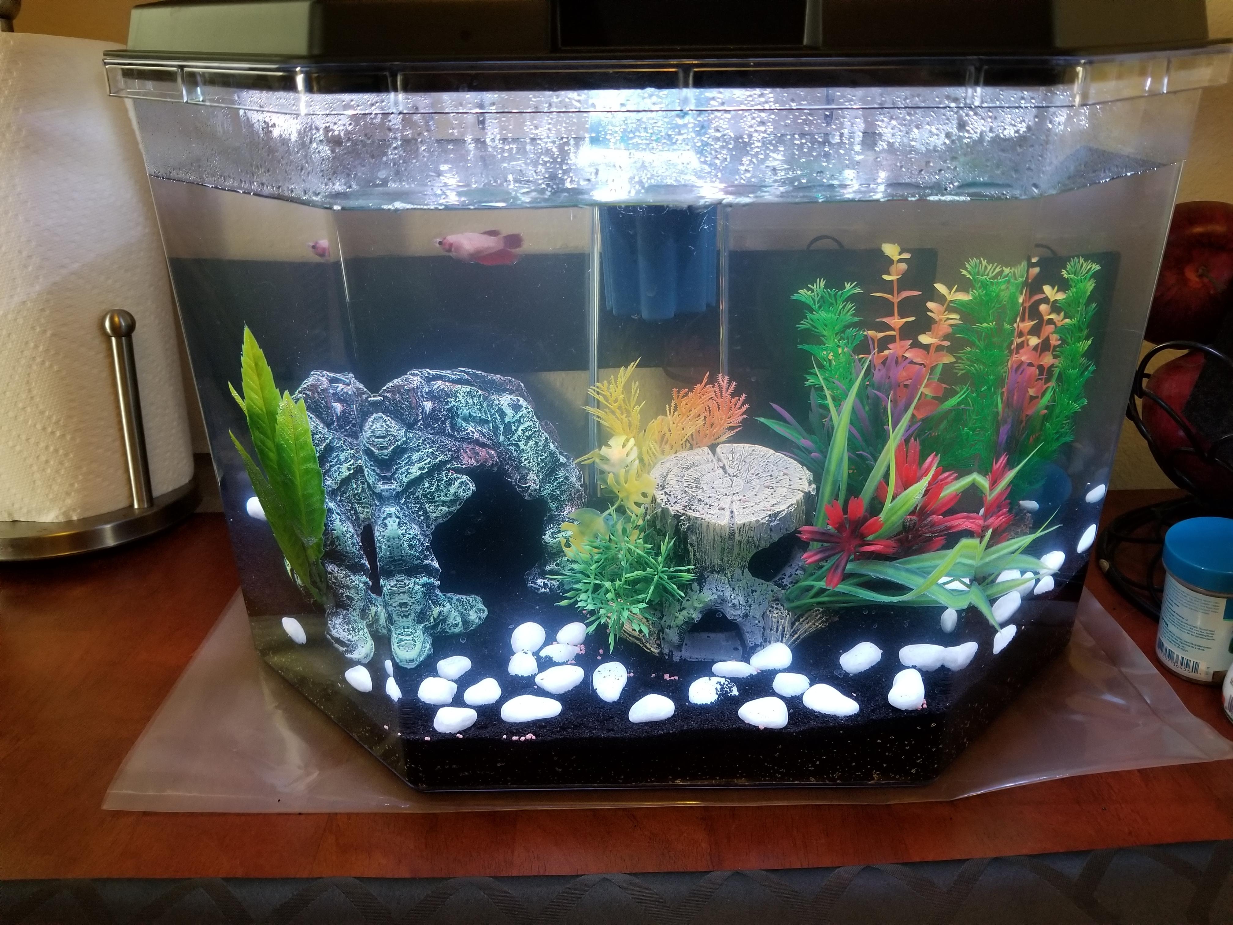 Need tank mate suggestions for lonely betta 6.5g tank r/bettafish