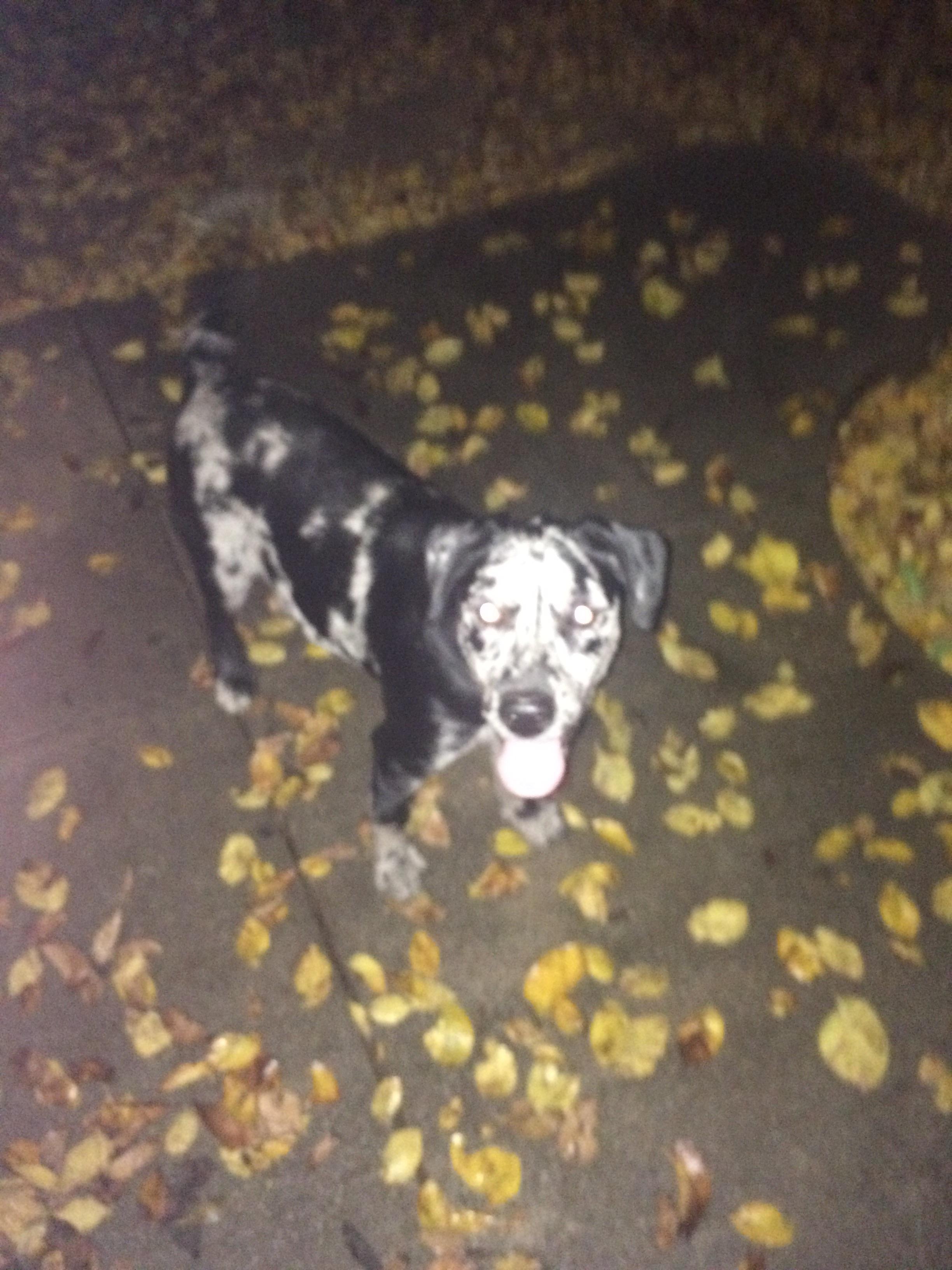 Lost Dog Near Central Standard Brewing/ Douglas and Greenwood r/wichita