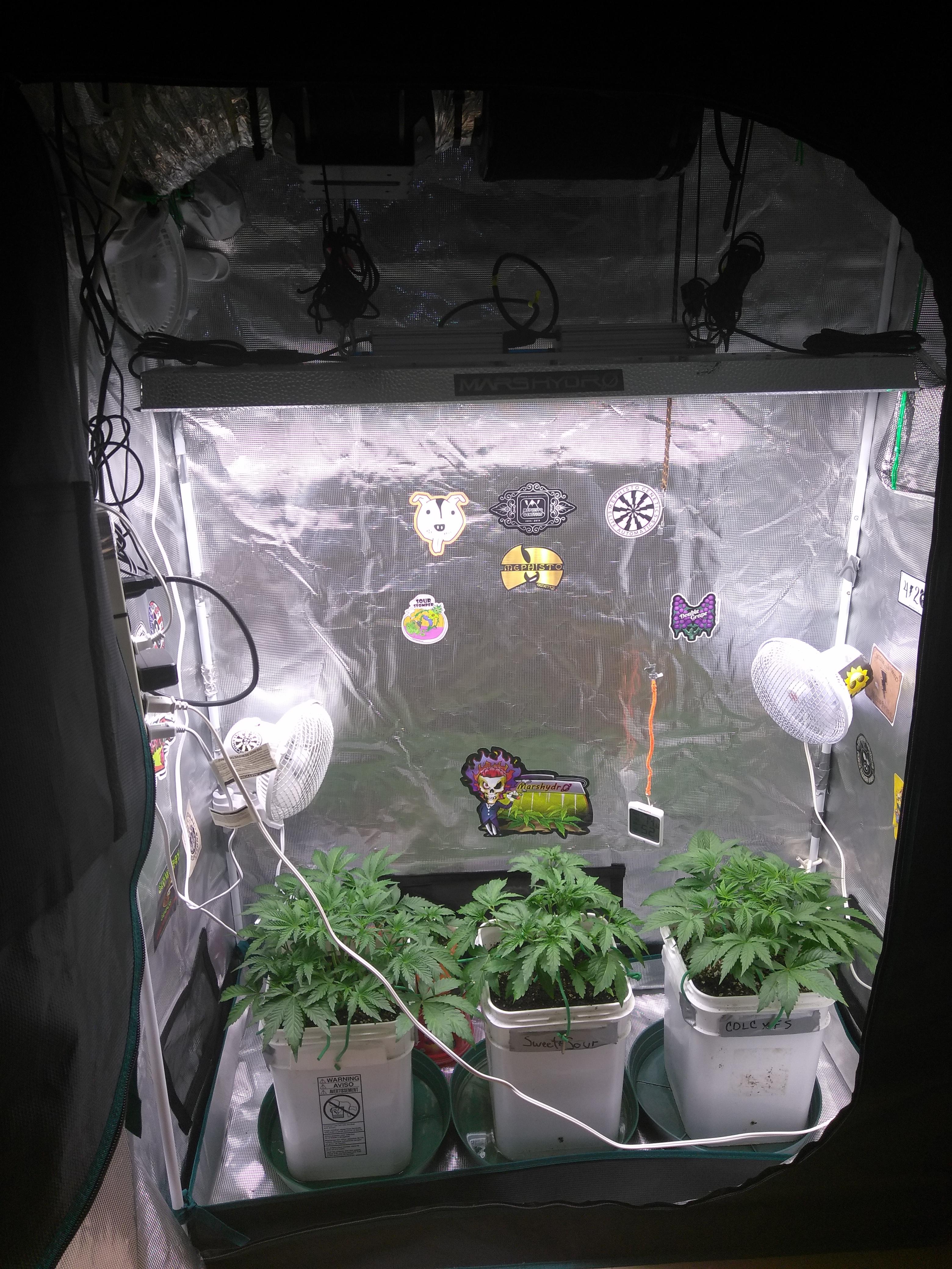 Mars hydro setup. TSL2000, 4x2x6 tent, 4" ac infinity exhaust, two