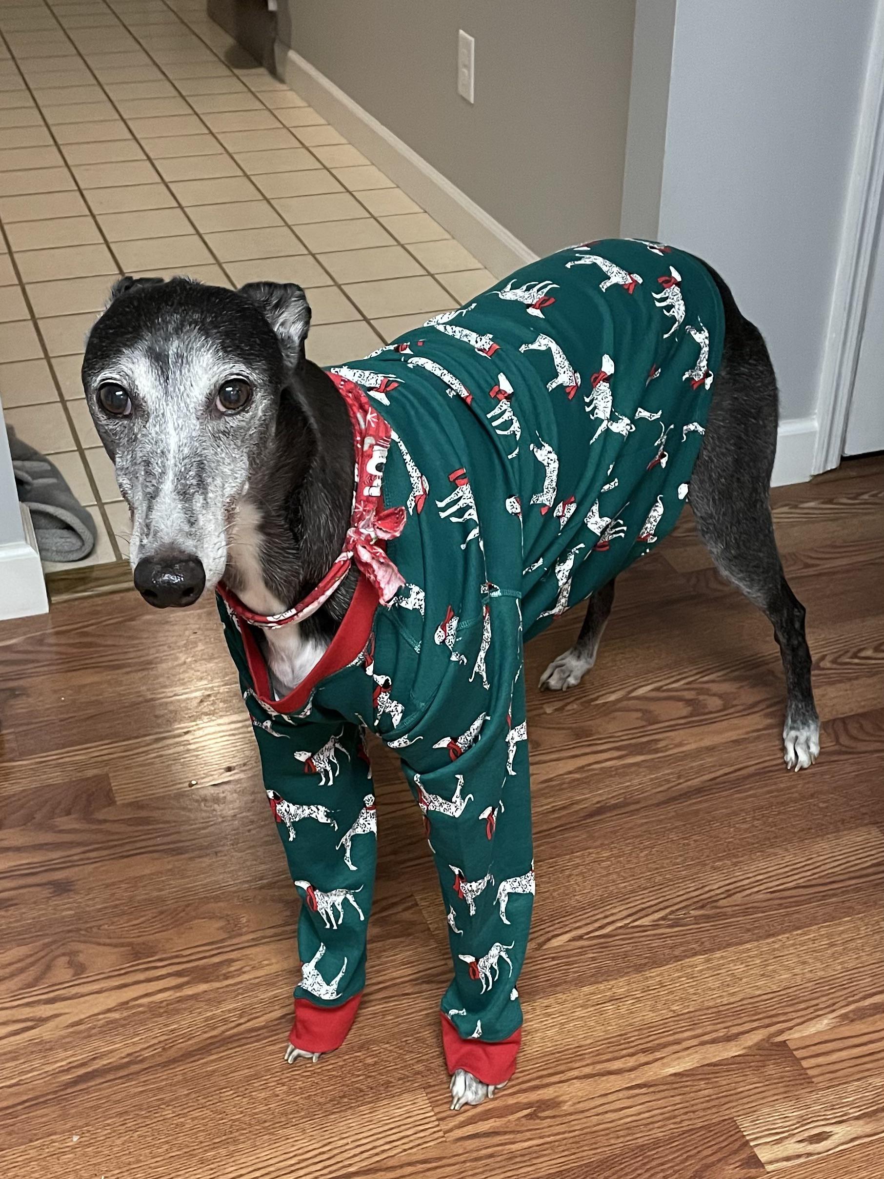 She was not a fan of her Christmas outfit r/Greyhounds
