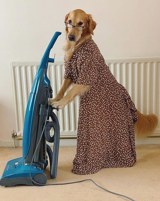Shedding machine pushes vacuum cleaner.. r/aww