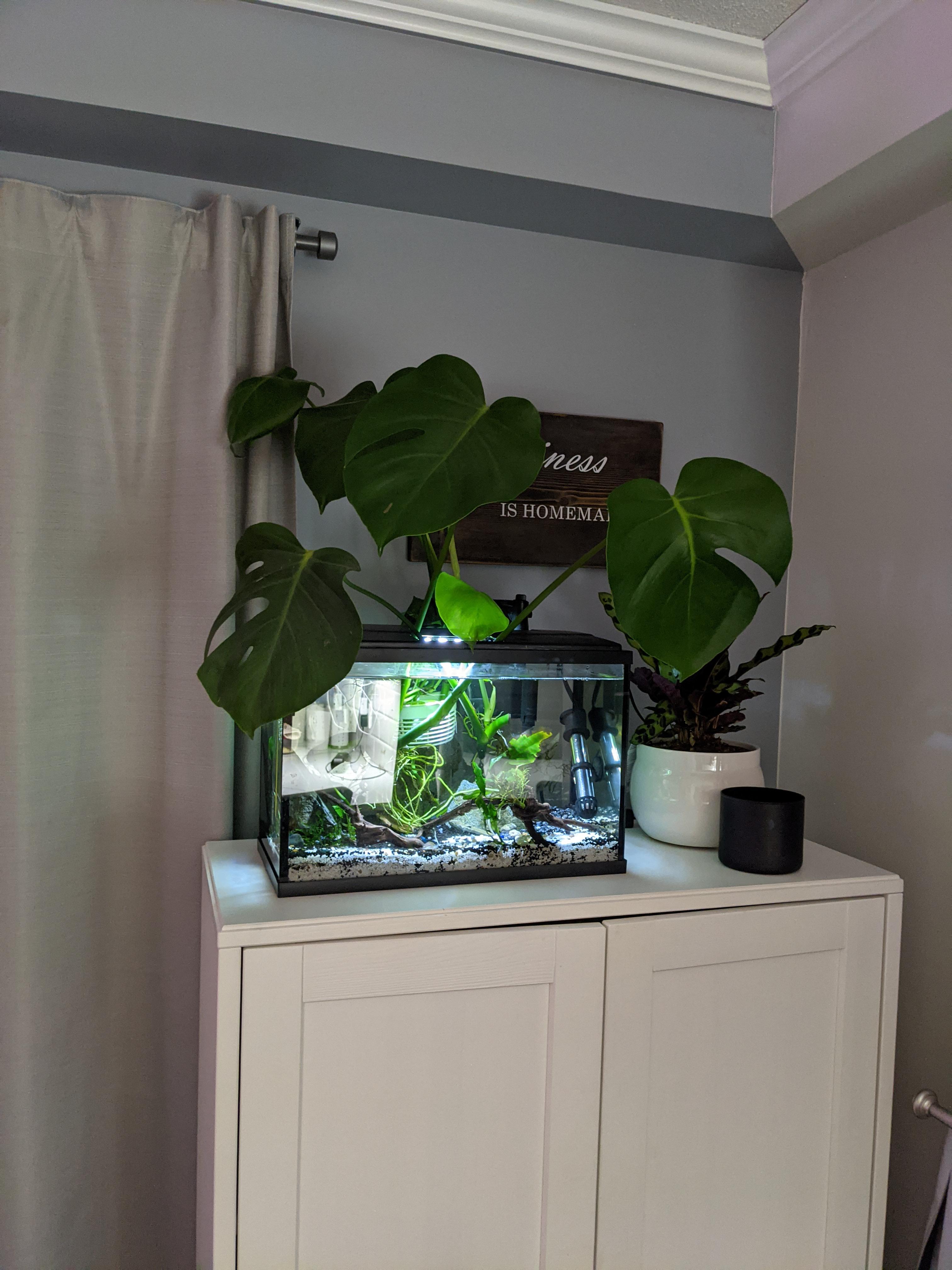 What houseplants can I propagate in my fish tank. So far I have pothos