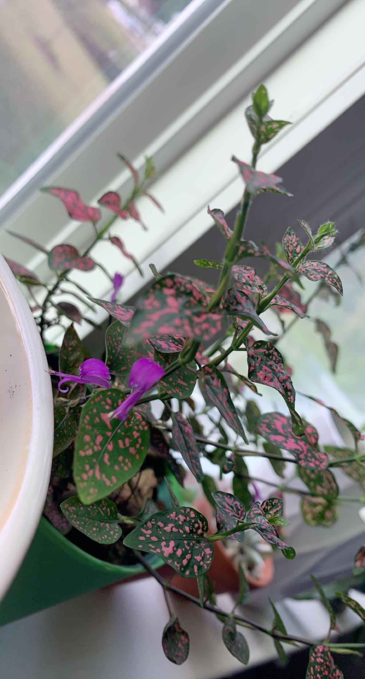 my pink polka dot plant is flowering!! r/houseplants