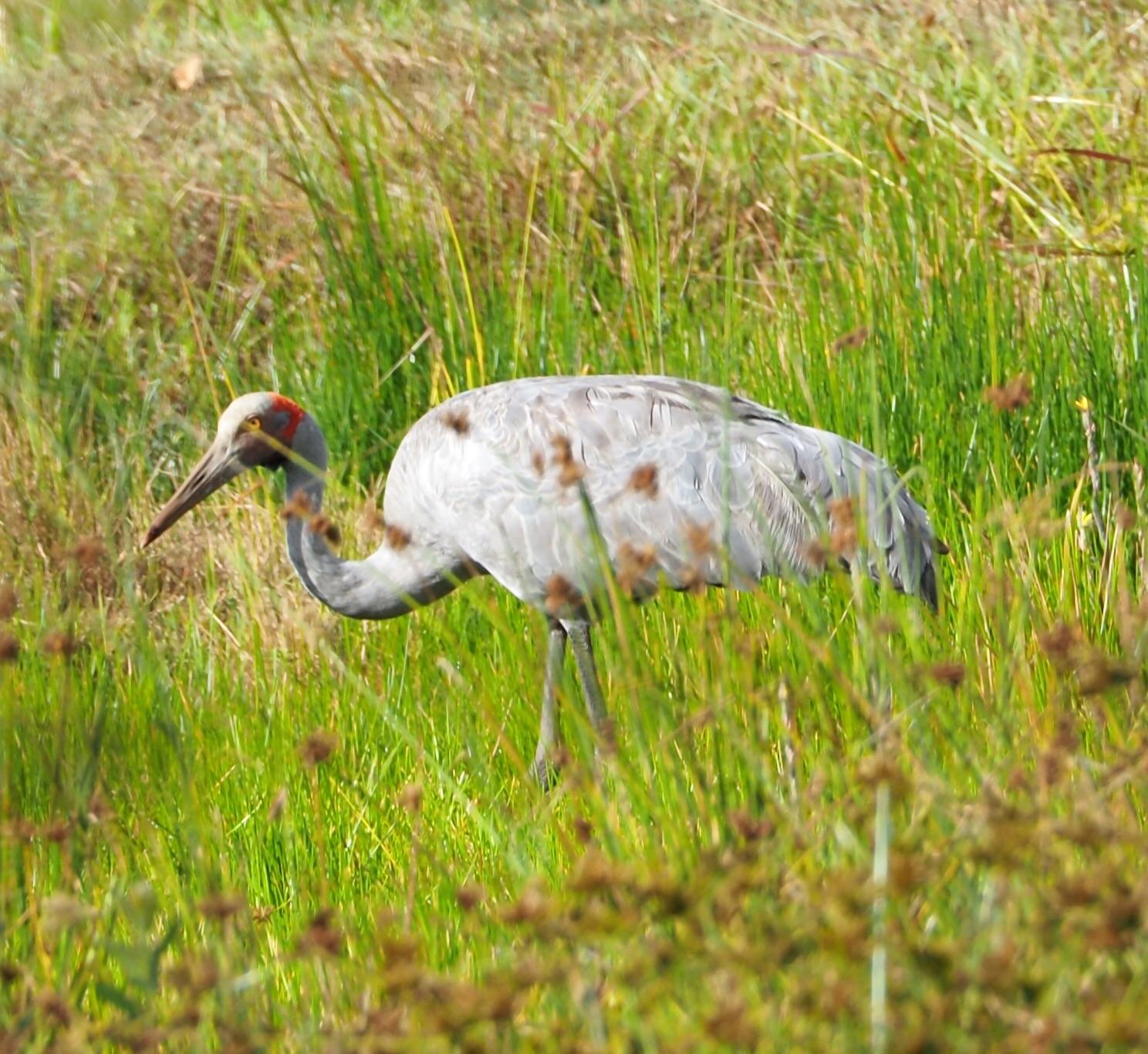 Brolga. Griffin, Brisbane, QLD. r/AustralianBirds