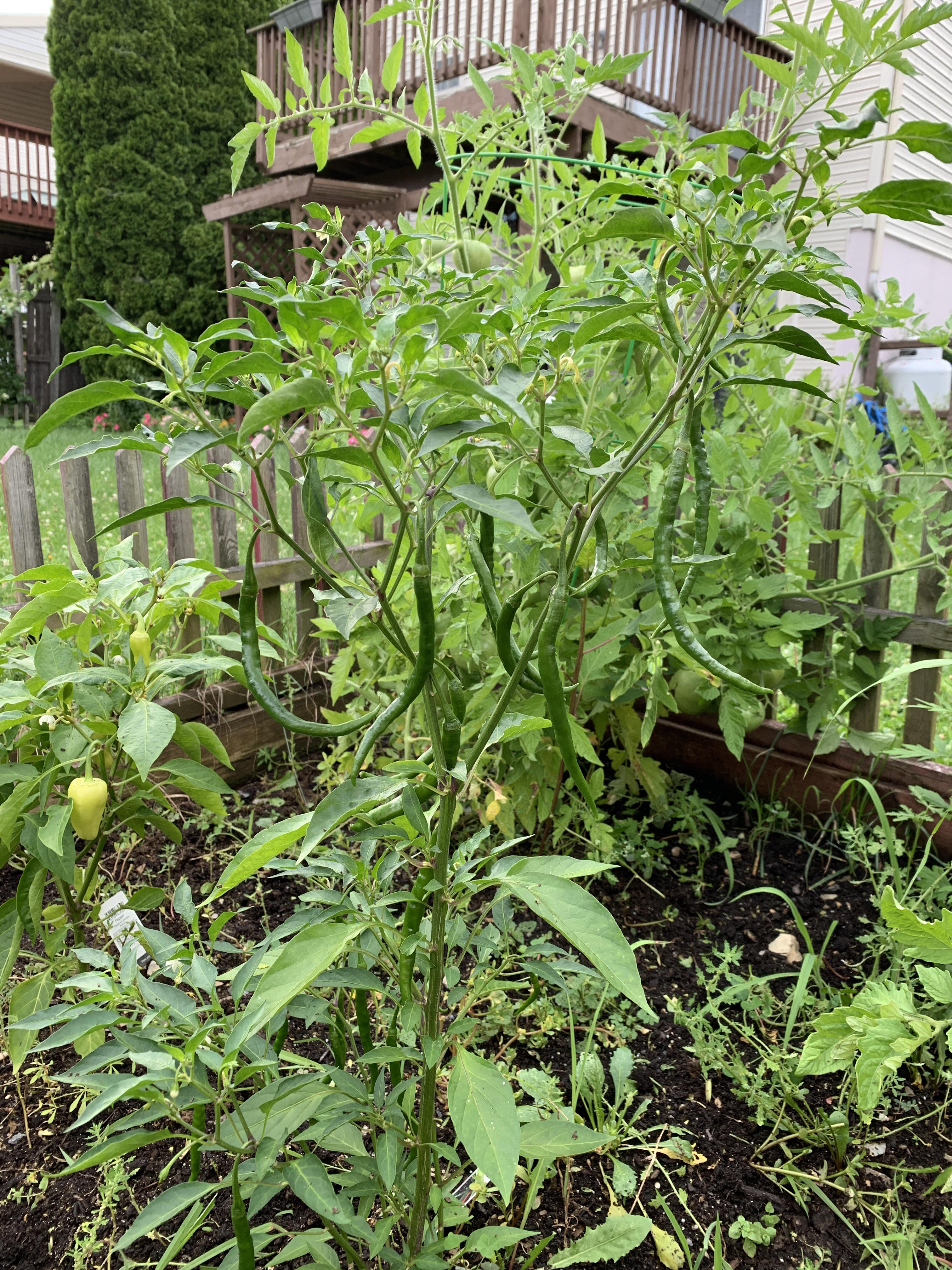 When to harvest Gong Bao pepper? r/HotPeppers