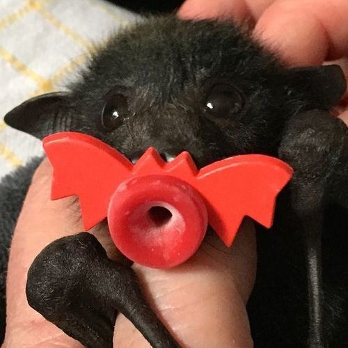 A baby bat with a bat pacifier r/aww