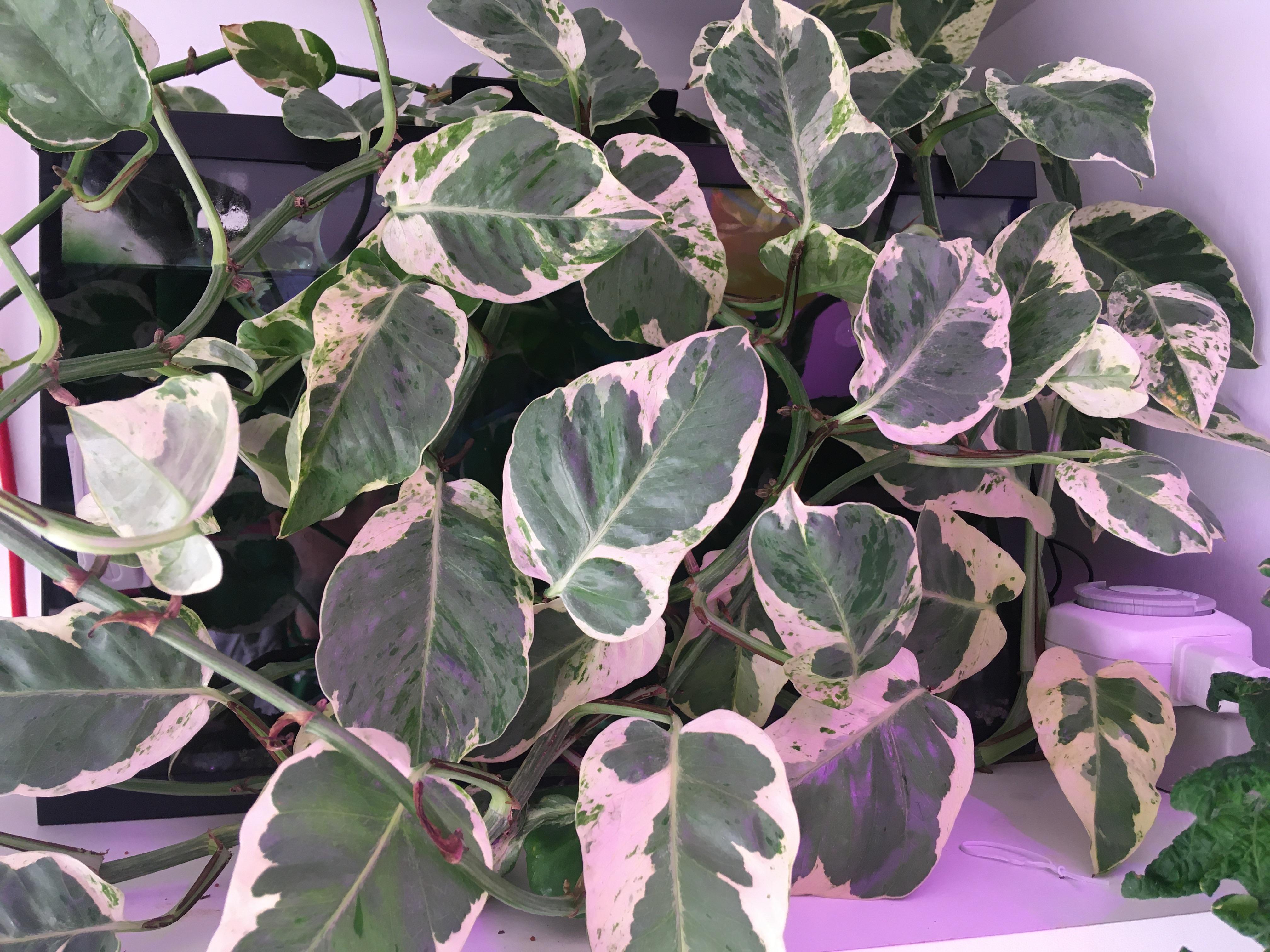 The fish tank has been lost r/pothos