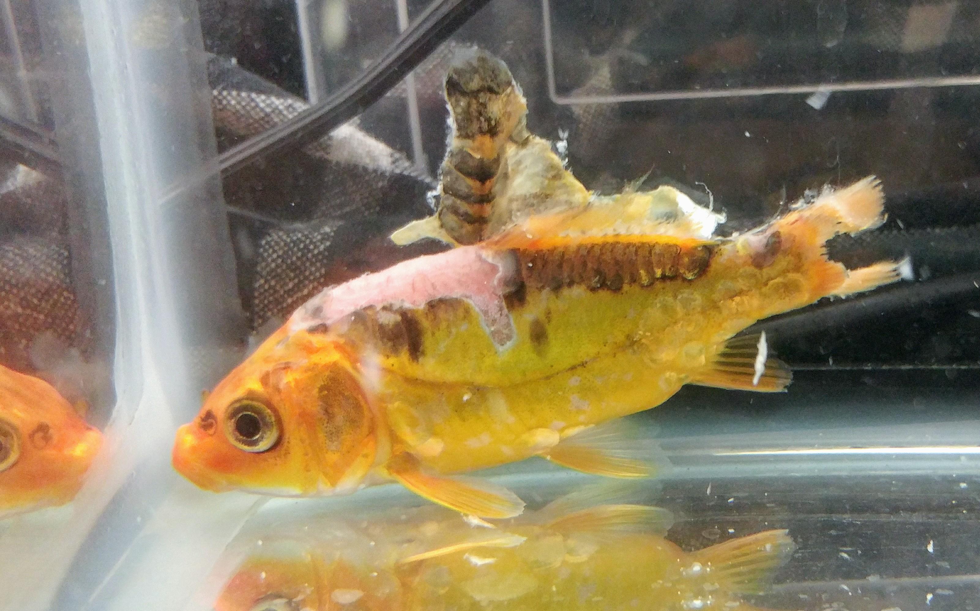 Why Are My Koi Fish Jumping Out Of The Pond All info about koi fish